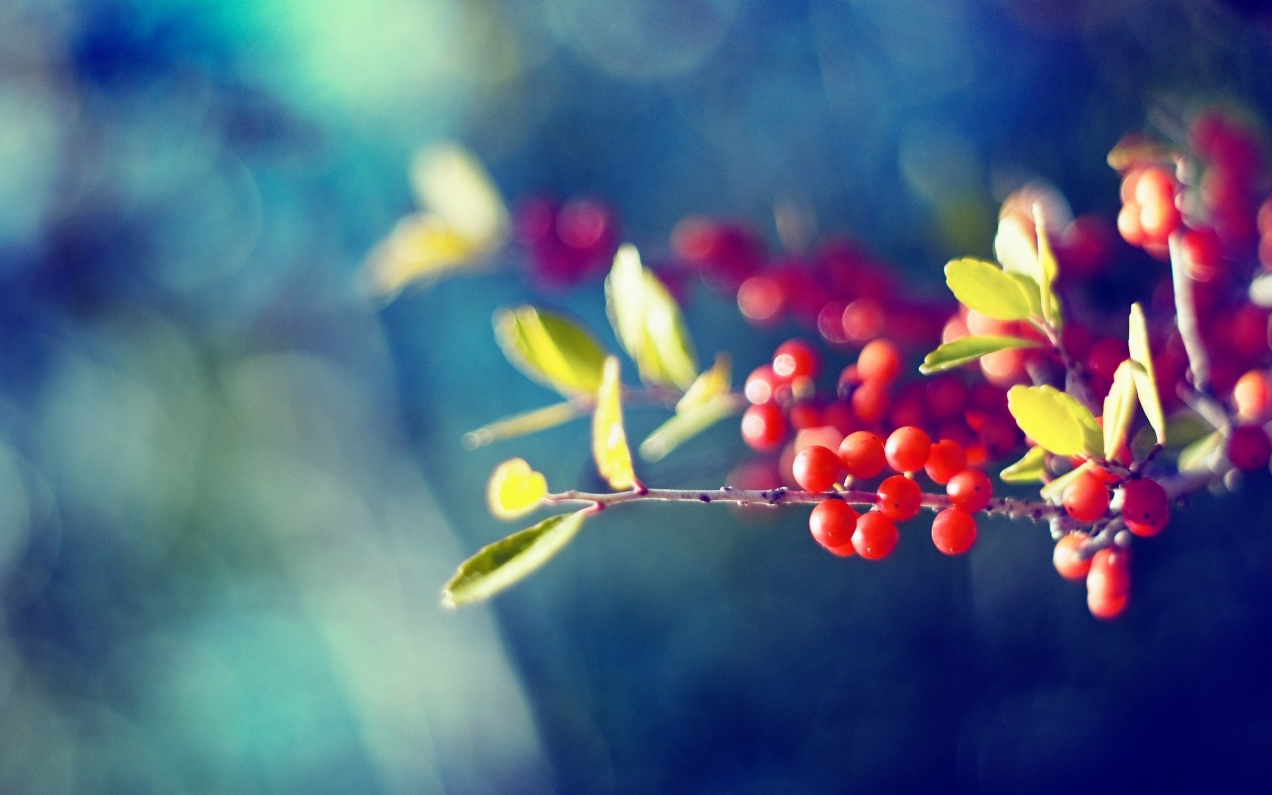 Red berries and green leaves on a branch HD Wallpaper