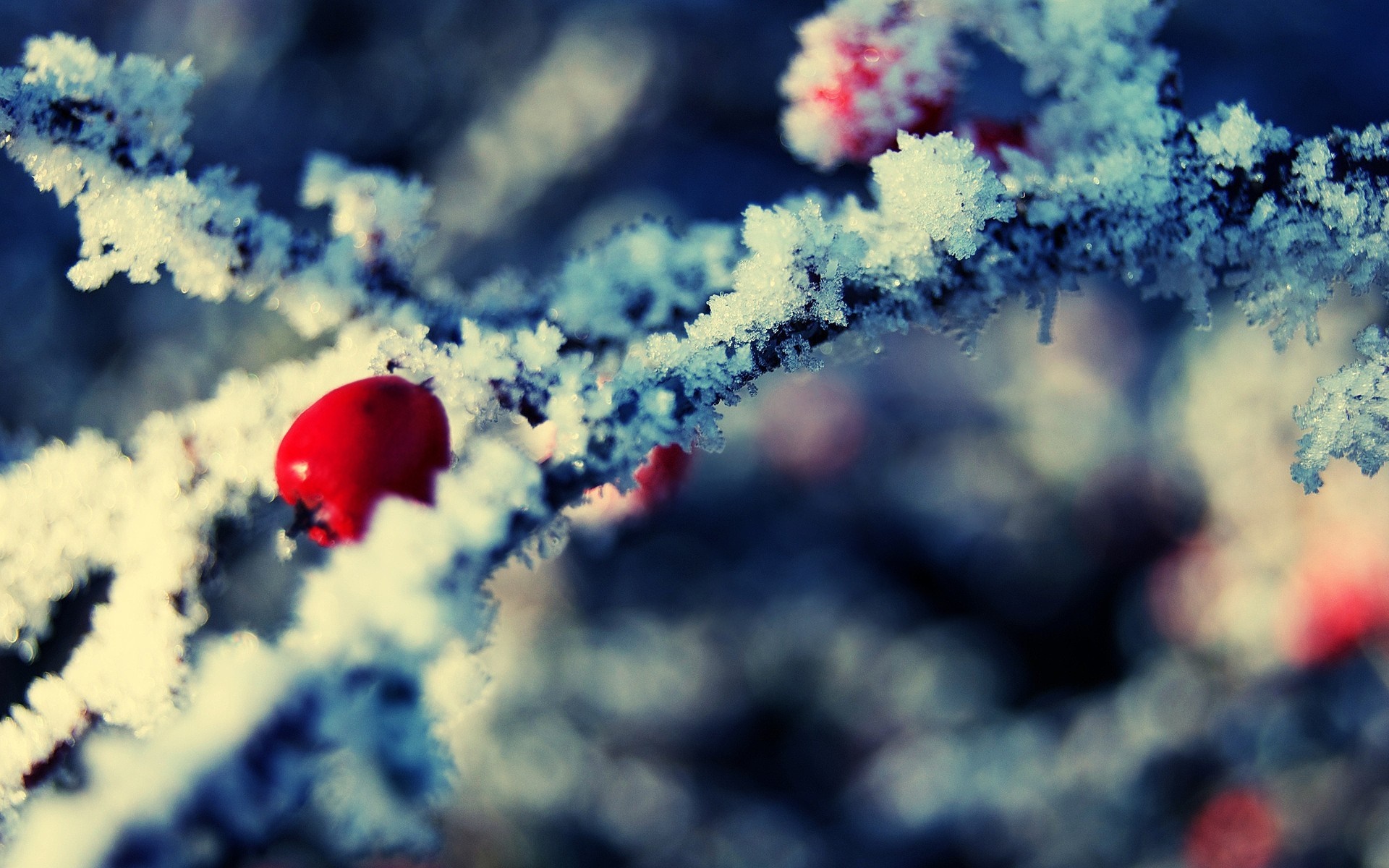 Close-up of red berries on a frosted branch HD Wallpaper