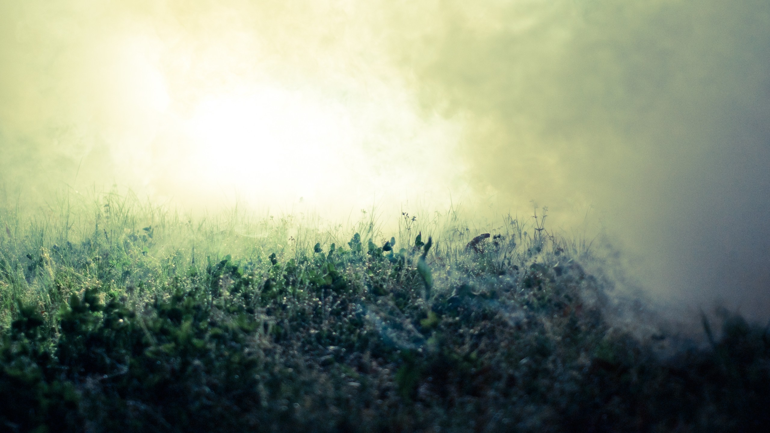 Sunlight through mist over a grassy field HD Wallpaper