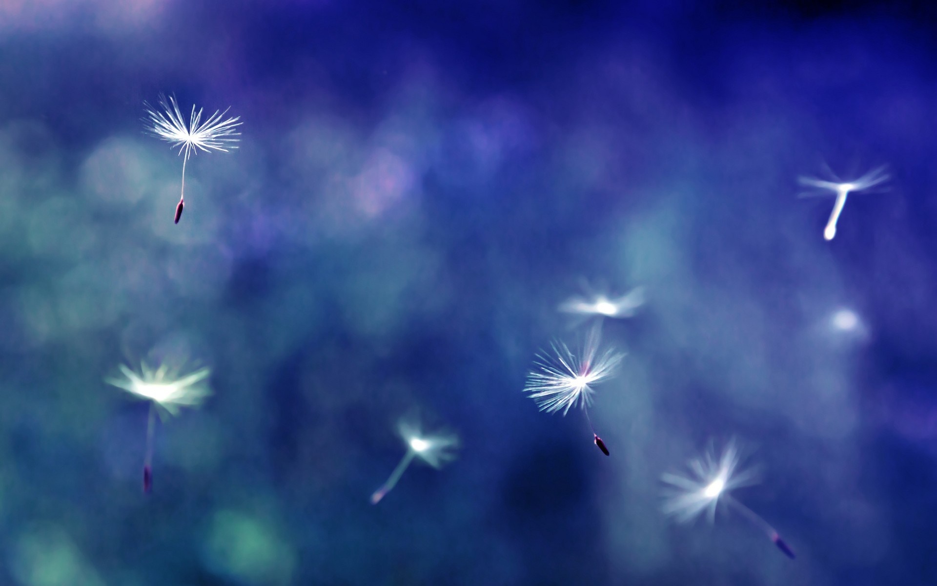Dandelion seeds floating in blue light HD Wallpaper