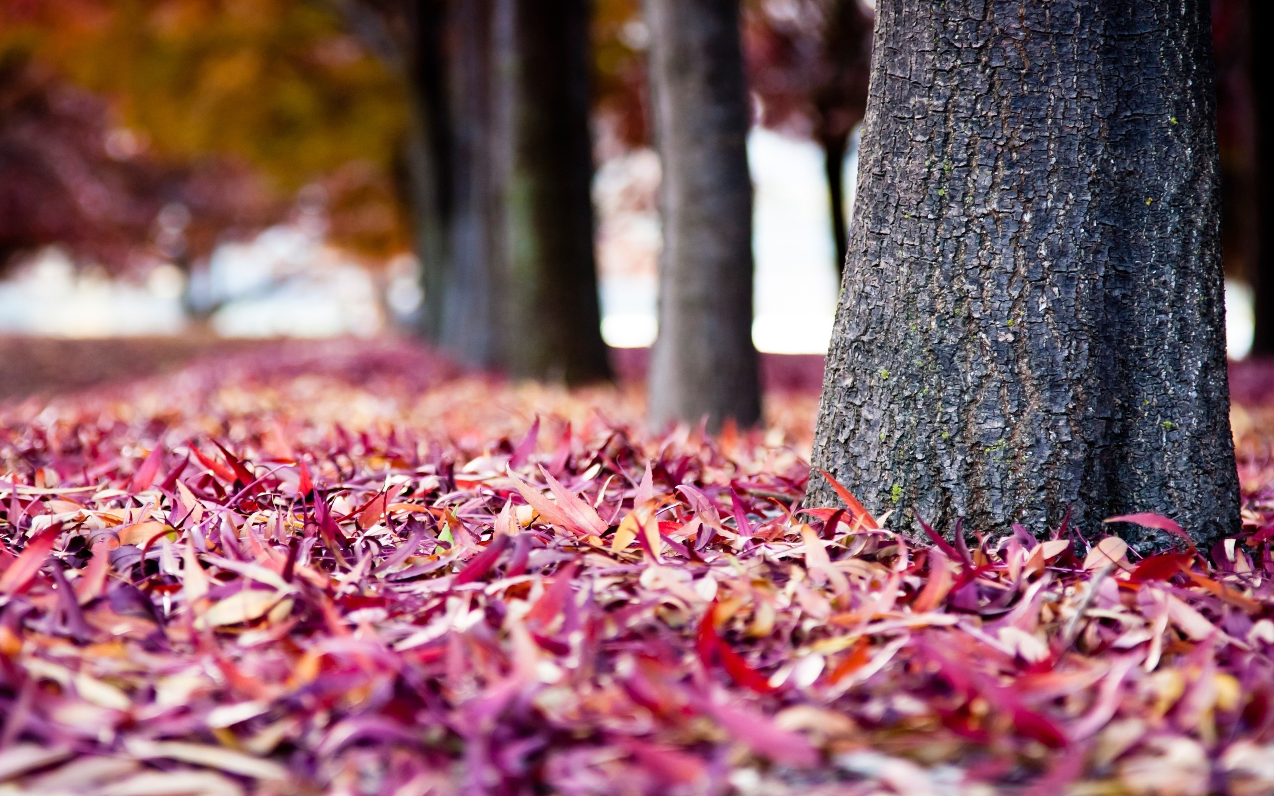 Autumn leaves on the ground near trees HD Wallpaper