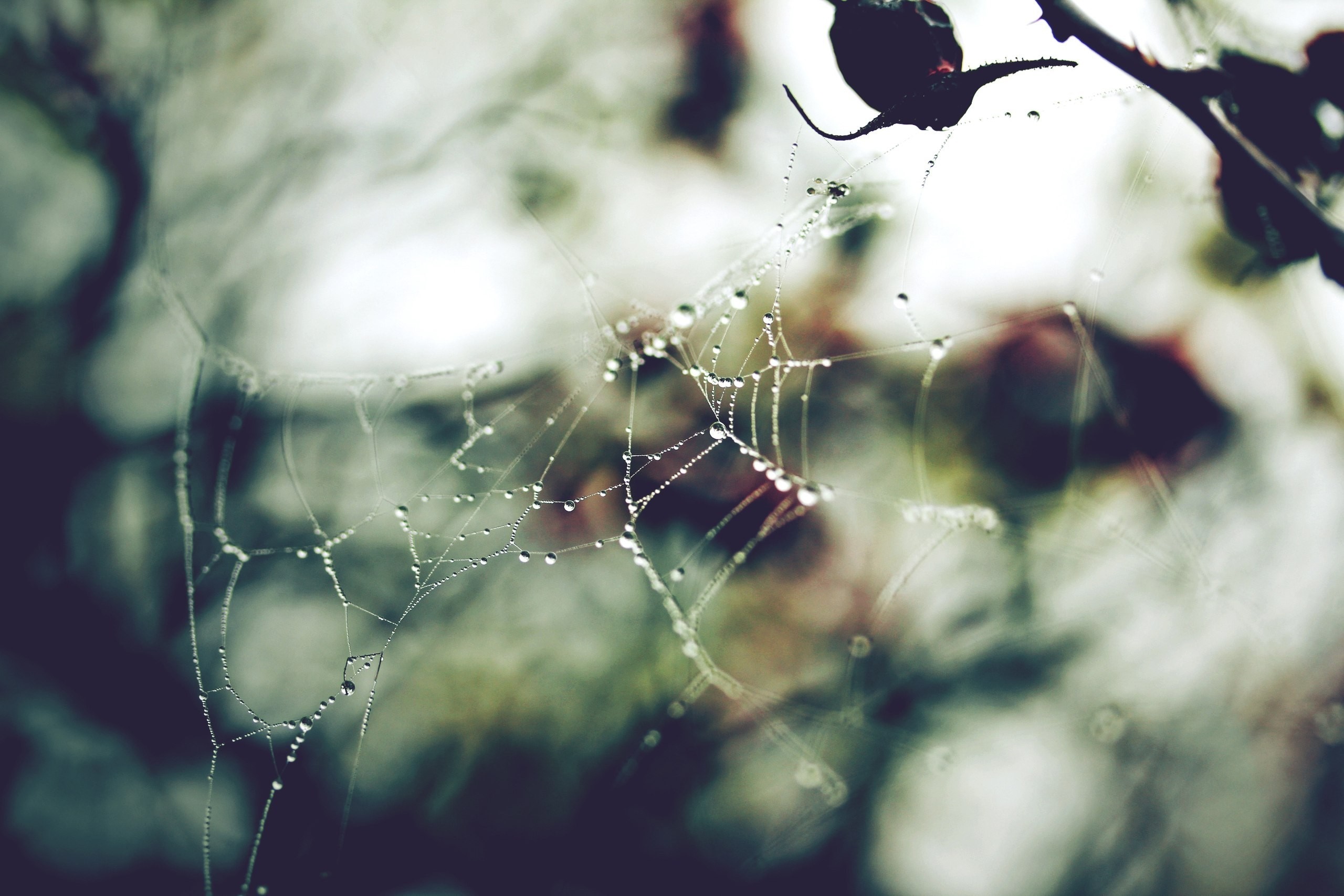 Spider web with water droplets and dark branch HD Wallpaper
