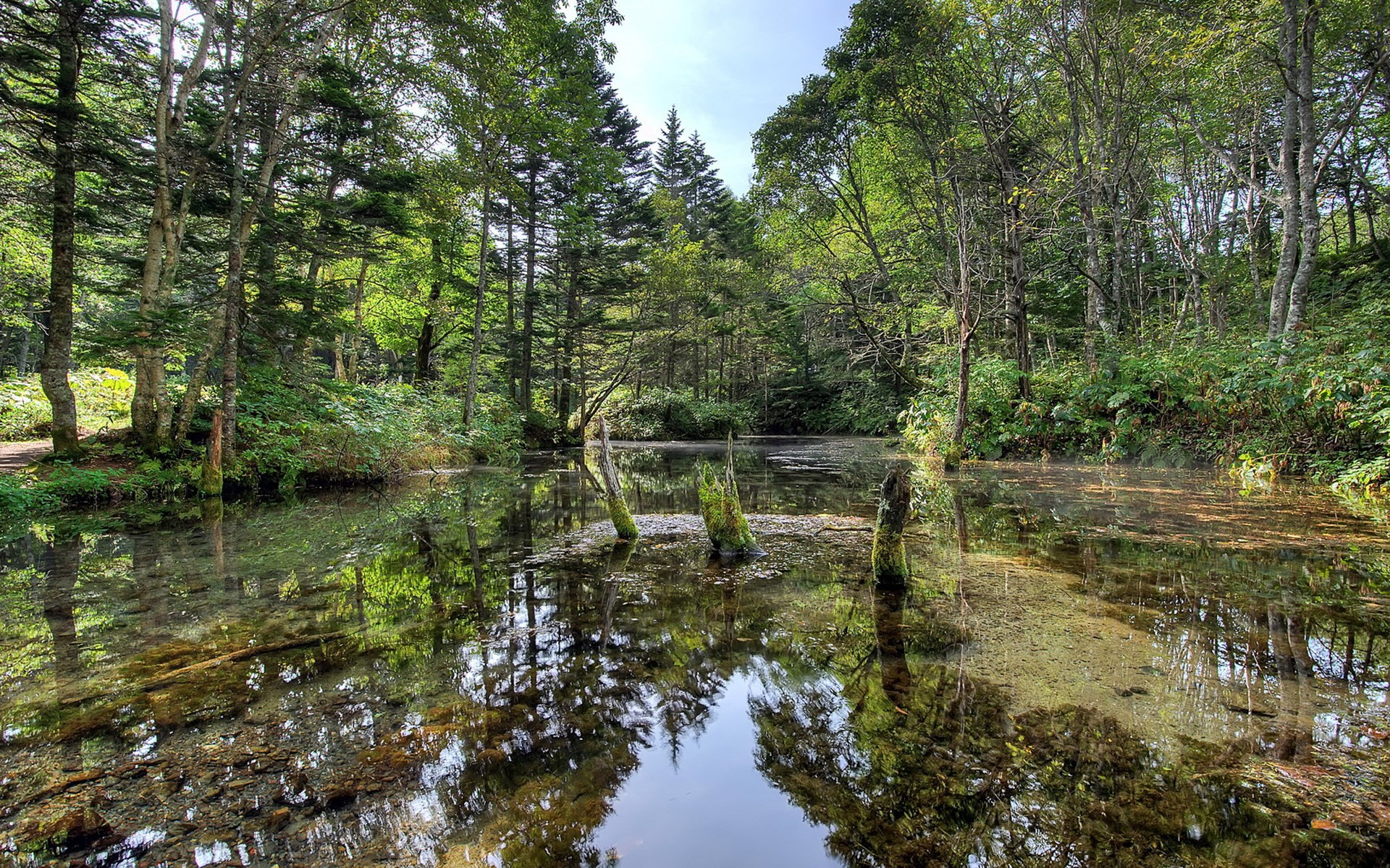 Forest pond with reflections and dead trees HD Wallpaper