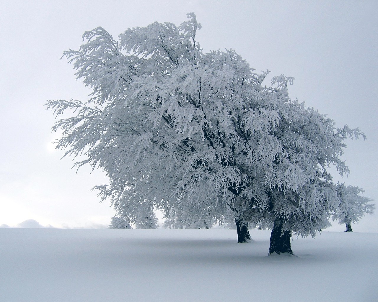 Trees covered in frost in a snowy landscape HD Wallpaper