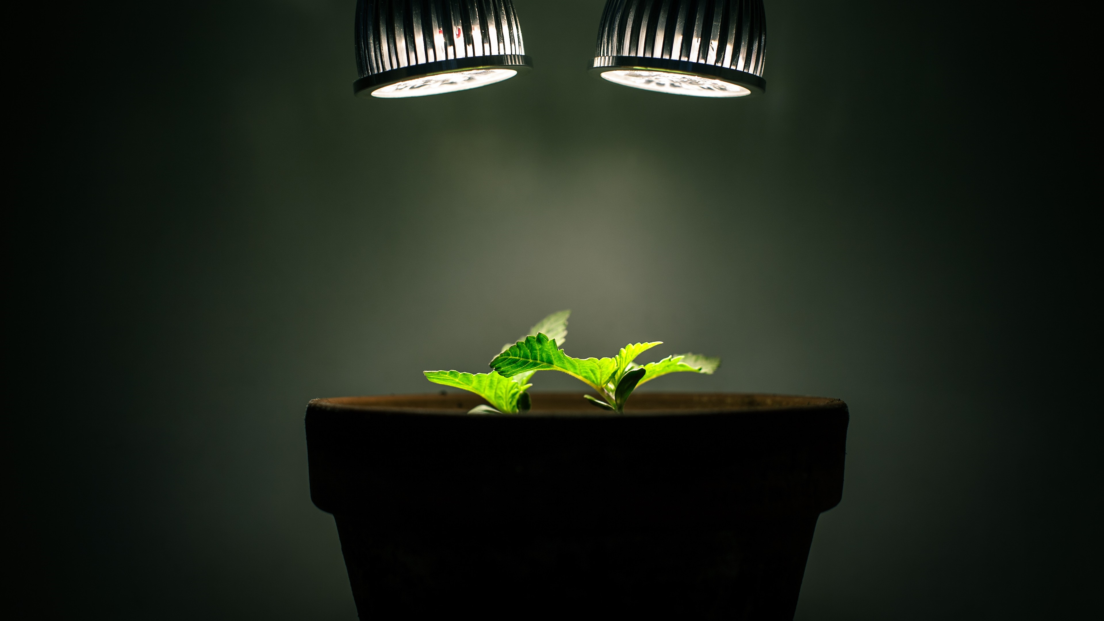 Two green plants growing in a pot under grow lights HD Wallpaper
