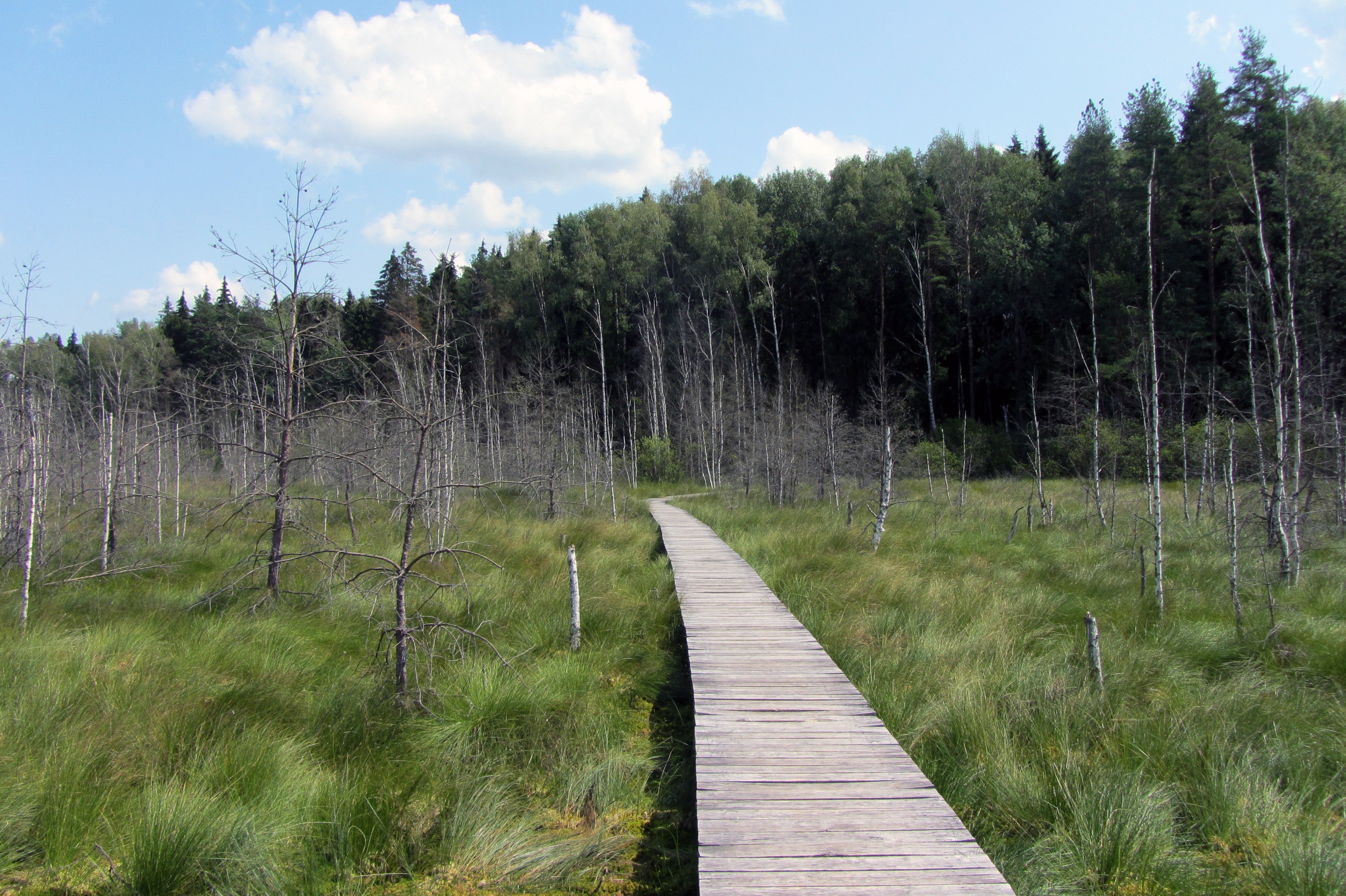 Wooden walkway through a wetland with trees and grass HD Wallpaper
