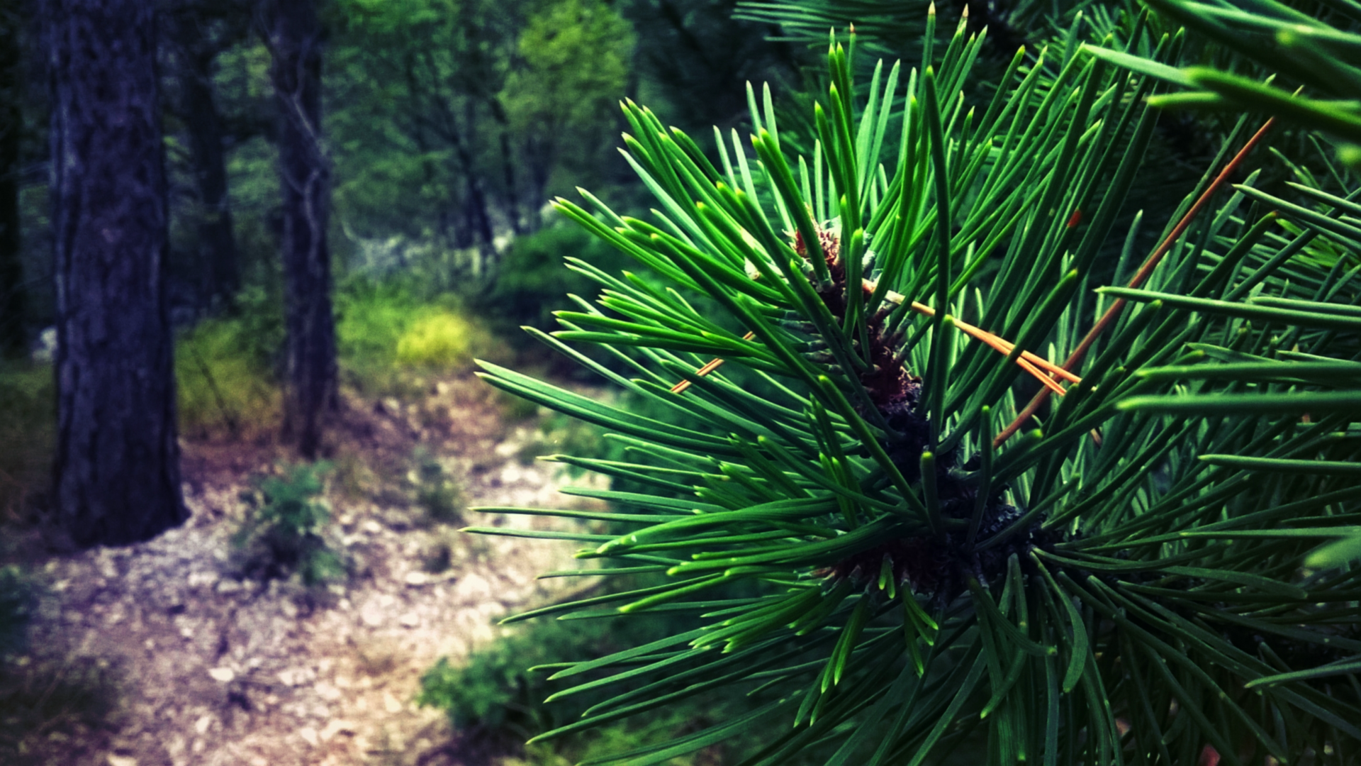 Close-up of pine needles in a forest HD Wallpaper