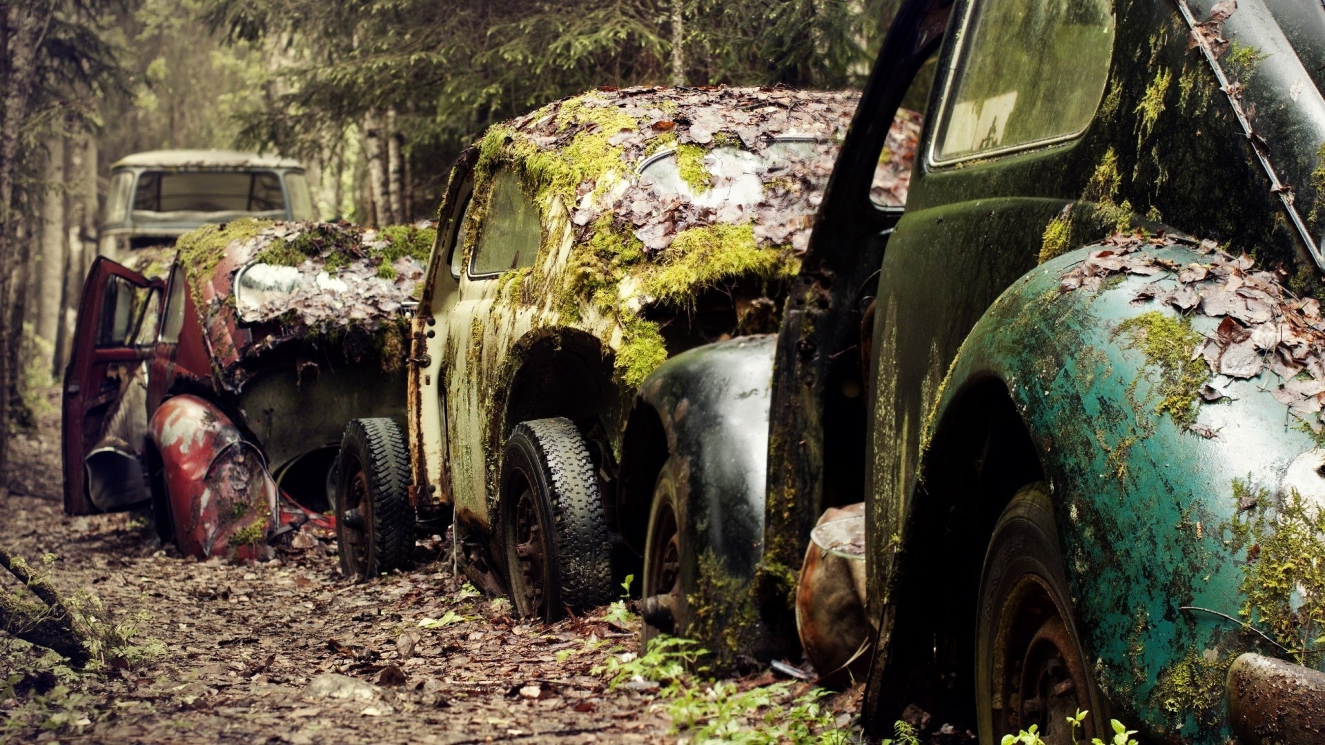 Abandoned vintage cars overgrown with moss in a forest HD Wallpaper