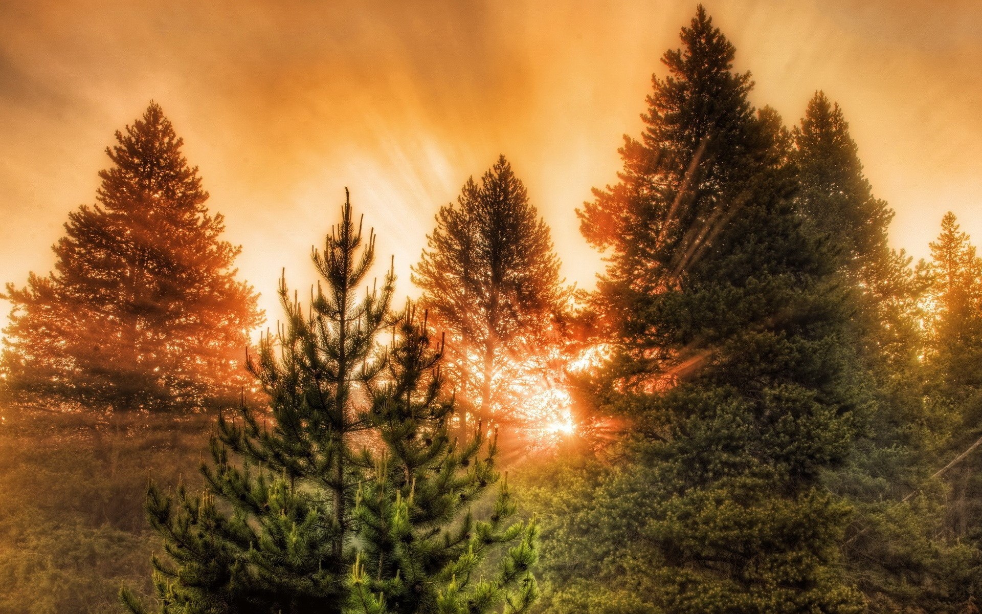 Sunlight filtering through pine trees HD Wallpaper