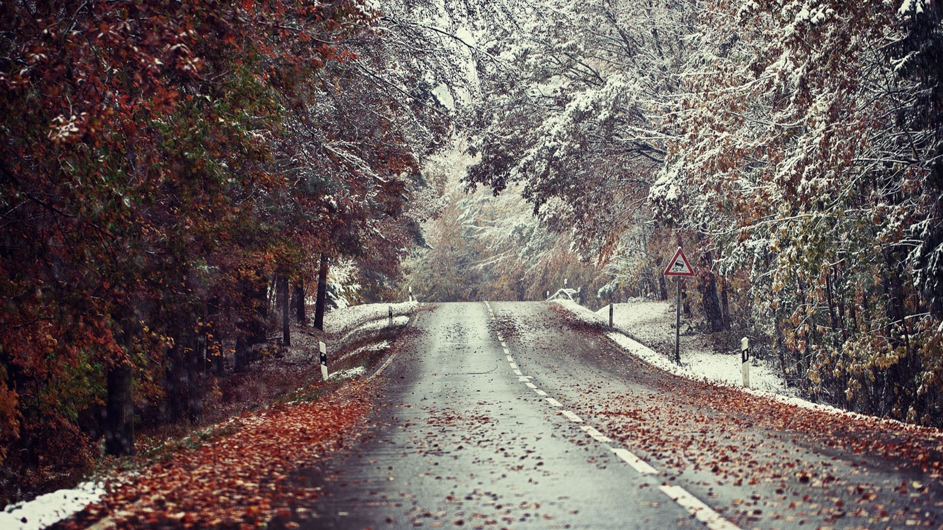 Road through a forest with snow and autumn leaves HD Wallpaper