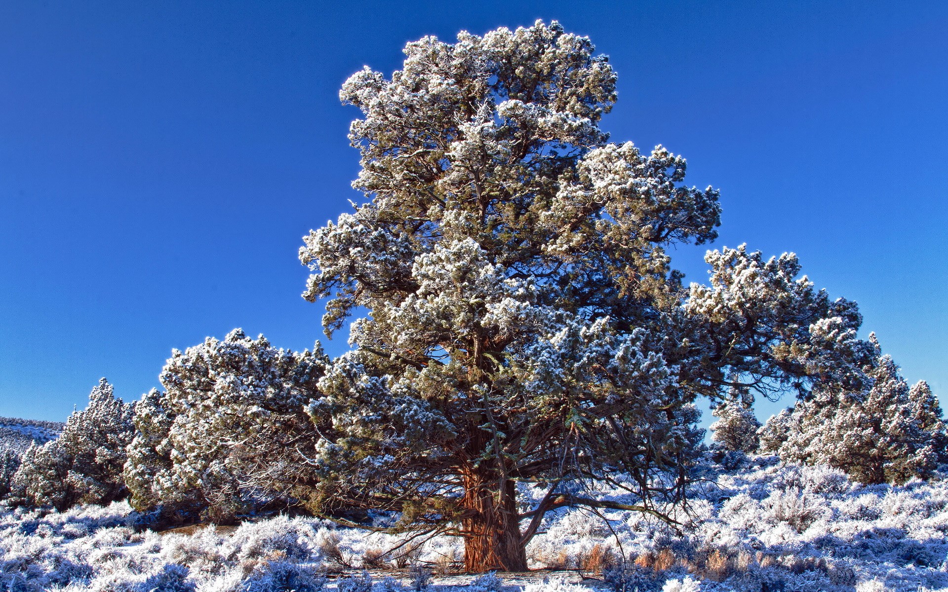 Snow-covered tree against a clear blue sky HD Wallpaper