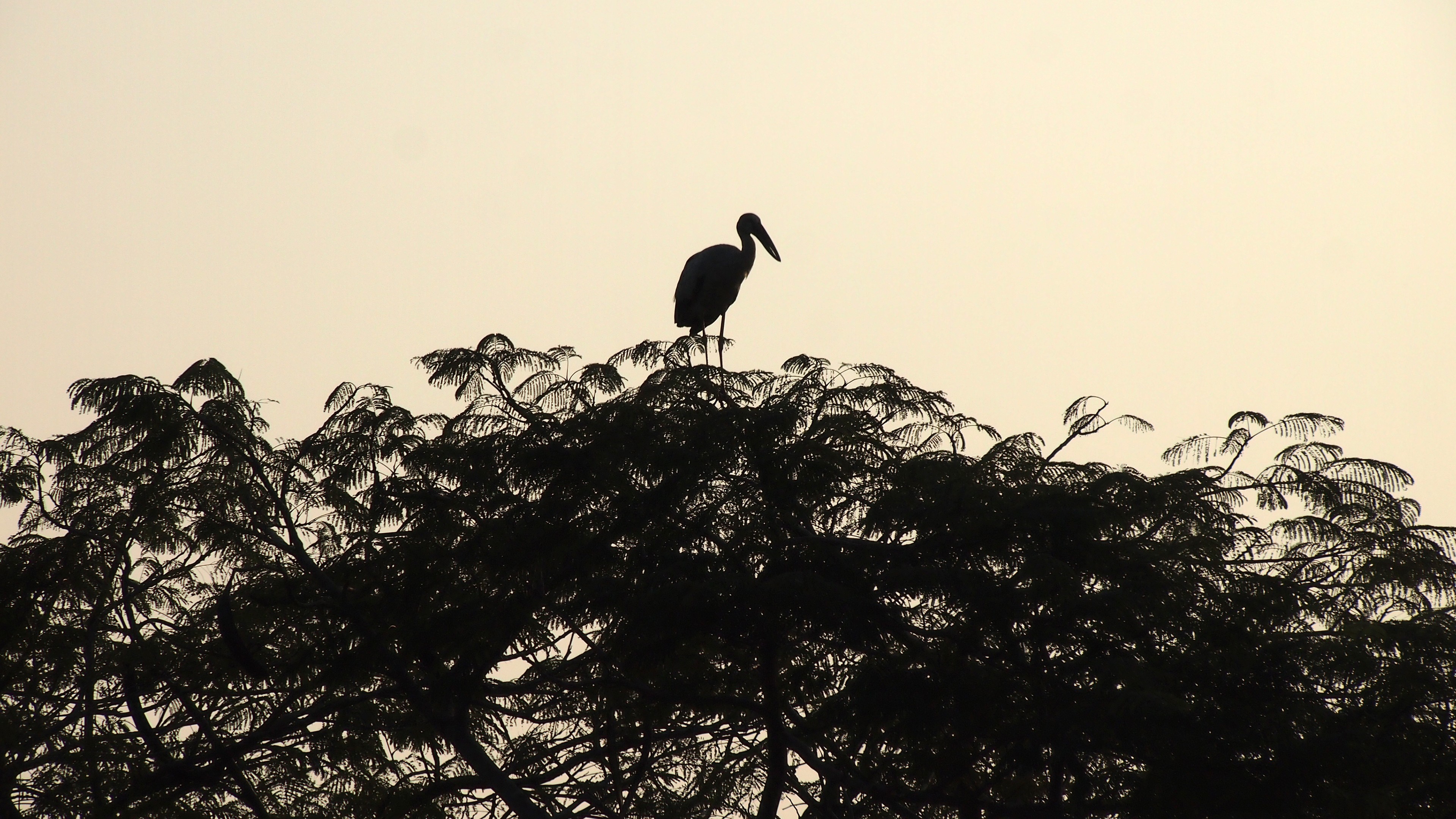 Silhouette of a bird on a tree HD Wallpaper