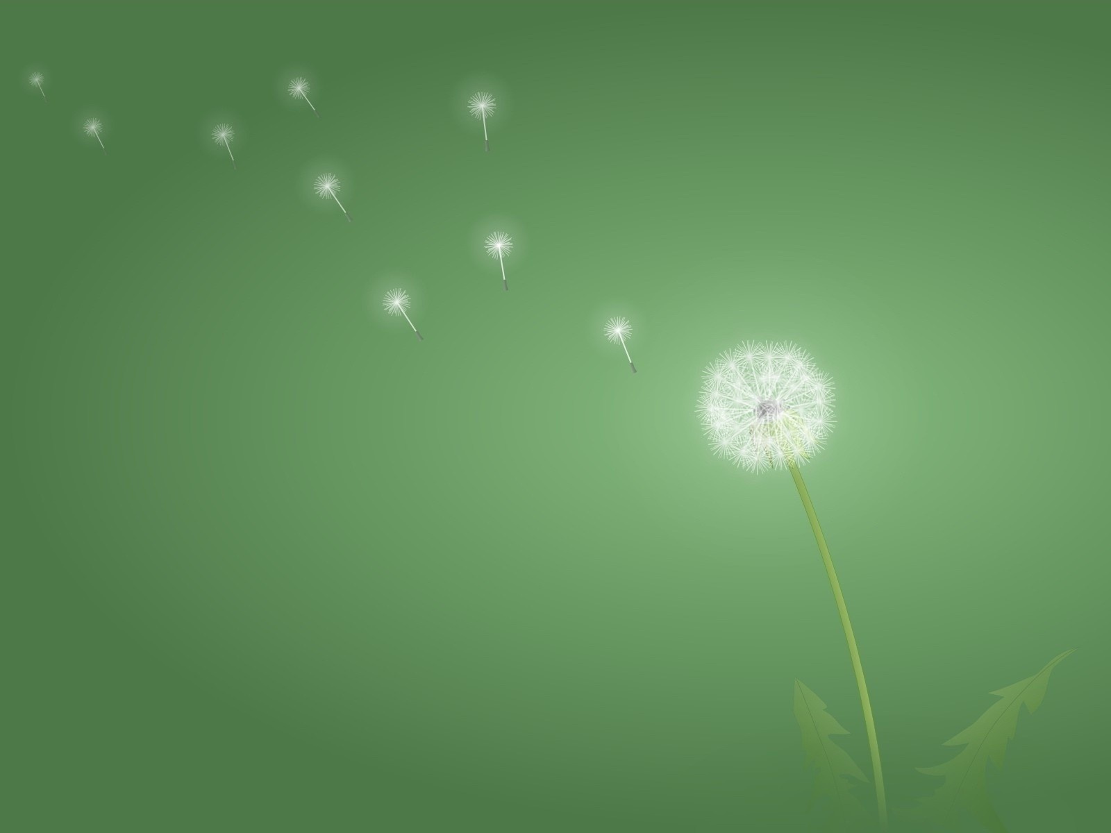 Dandelion seeds blowing in the wind on a green background HD Wallpaper