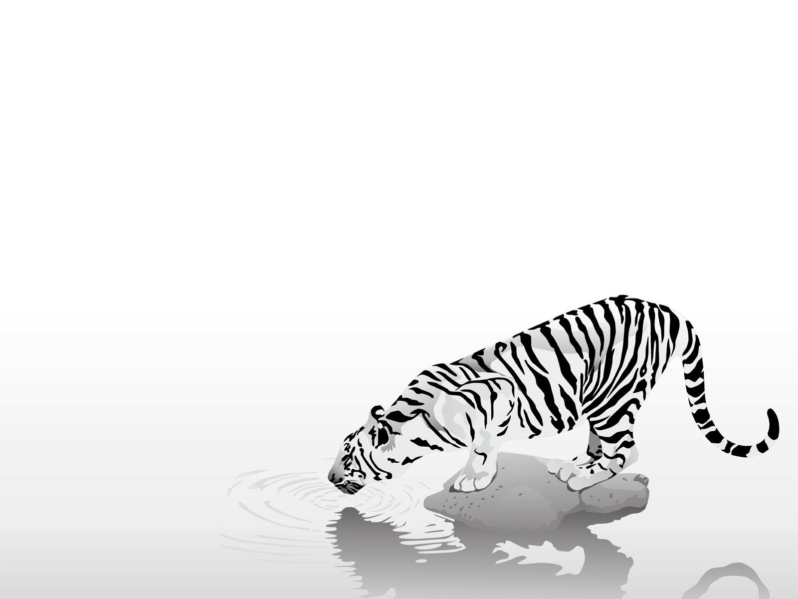 Black and white illustration of a tiger drinking water HD Wallpaper
