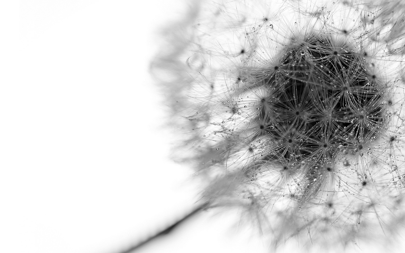 Close-up macro photograph of a dandelion seed head with water droplets HD Wallpaper