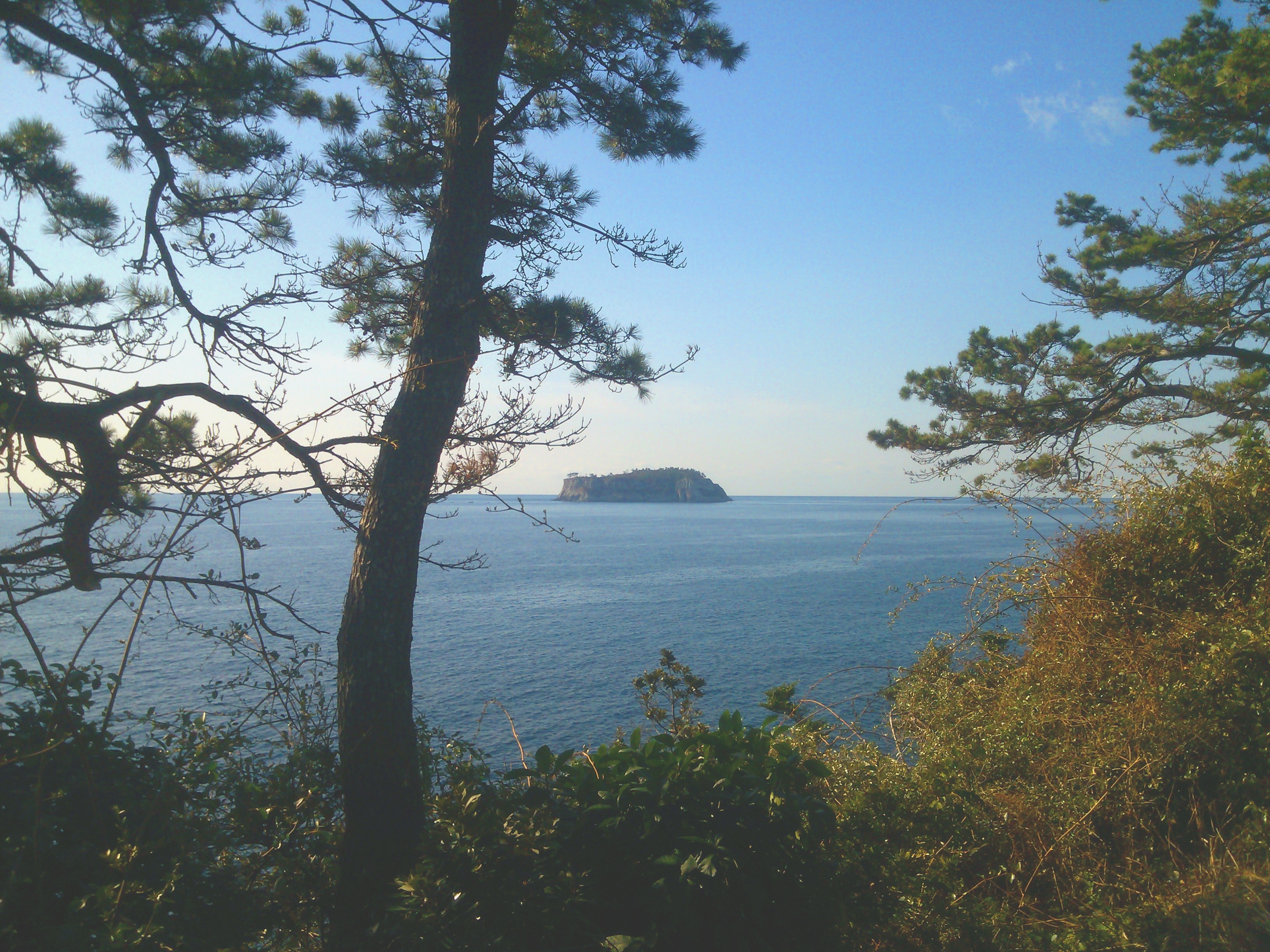 Island in the sea viewed through trees on Jeju Island HD Wallpaper
