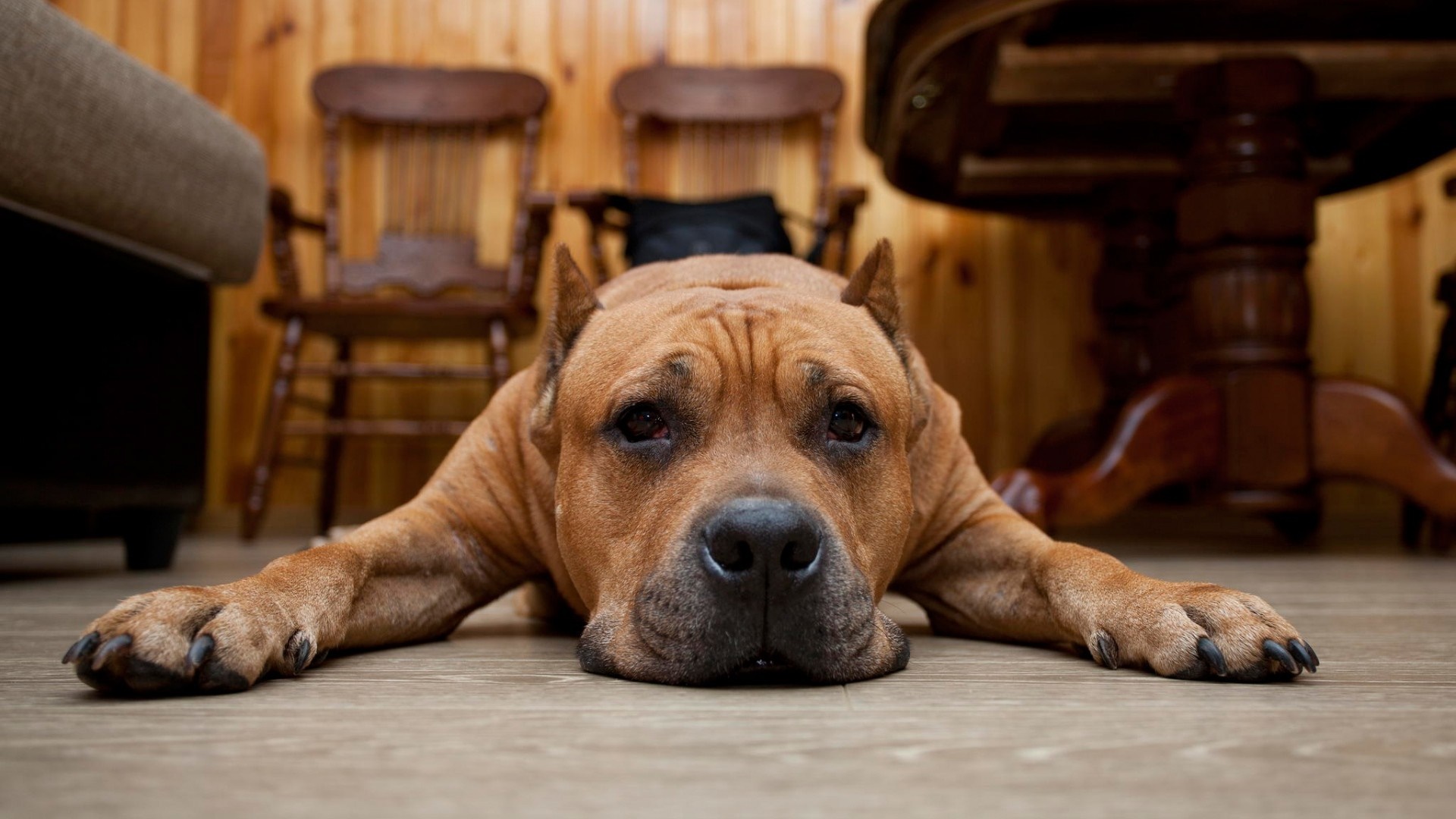 Brown dog lying on the floor indoors HD Wallpaper