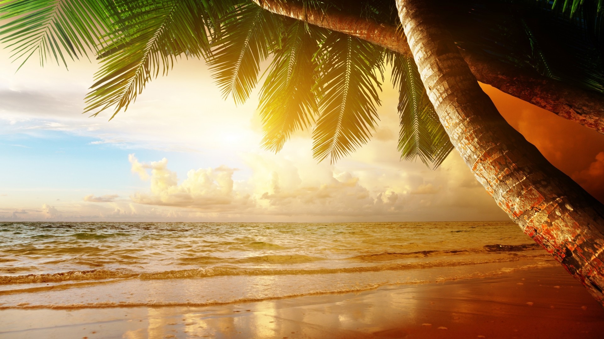 Palm trees over a tropical beach at sunset HD Wallpaper