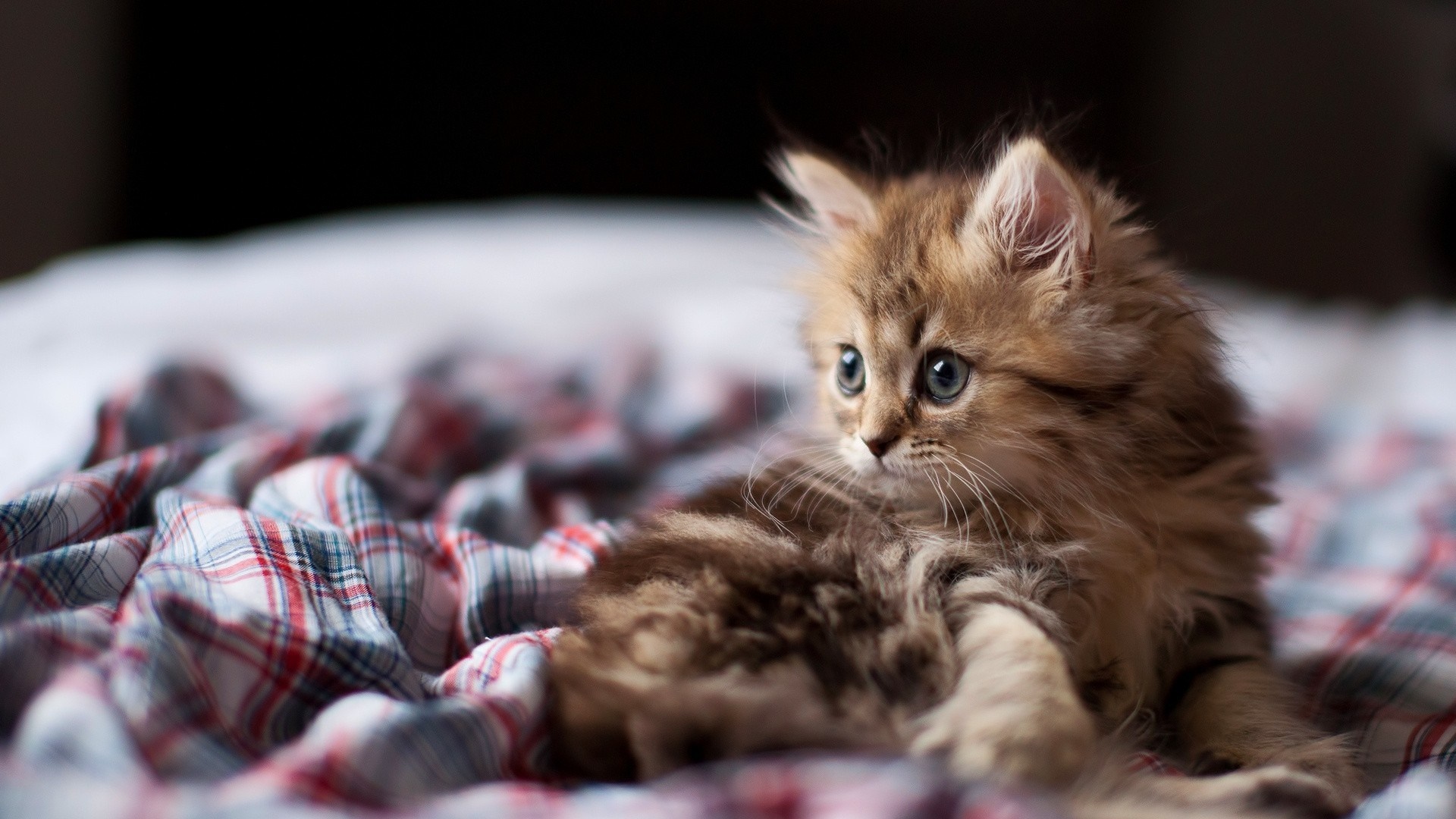 Fluffy kitten with blue eyes on a plaid blanket HD Wallpaper