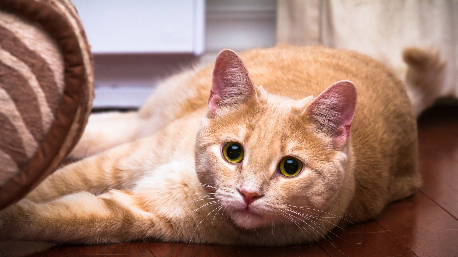 Orange tabby cat lying on a wooden floor HD Wallpaper