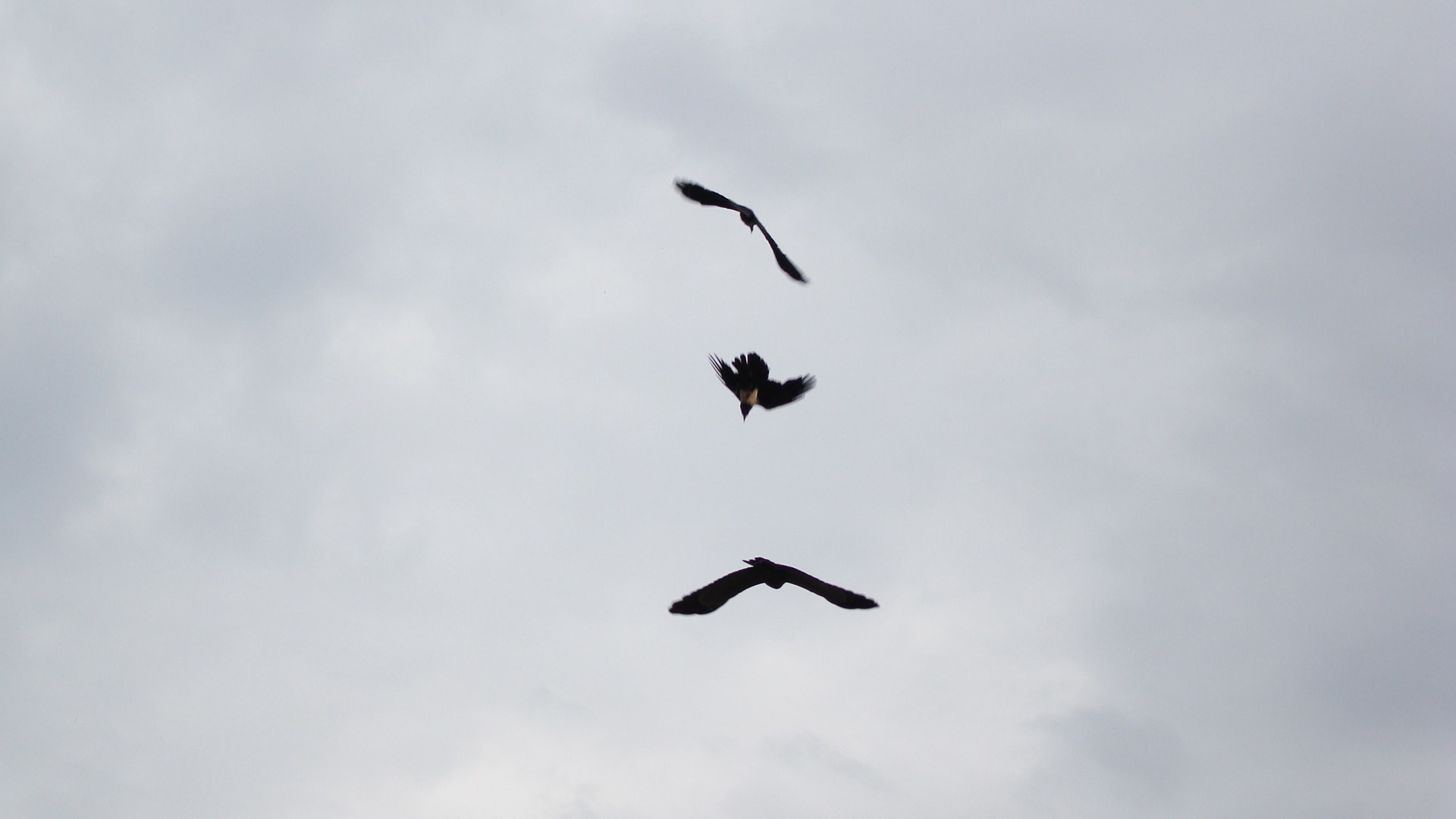 Three birds flying in a cloudy sky HD Wallpaper