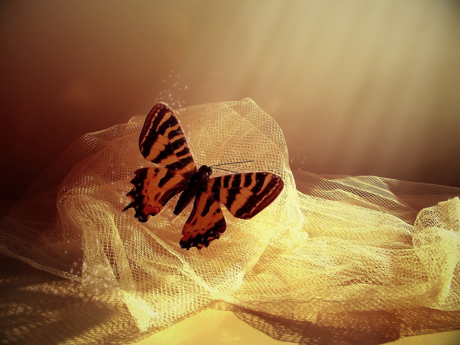 Butterfly on yellow netting with light and shadow HD Wallpaper