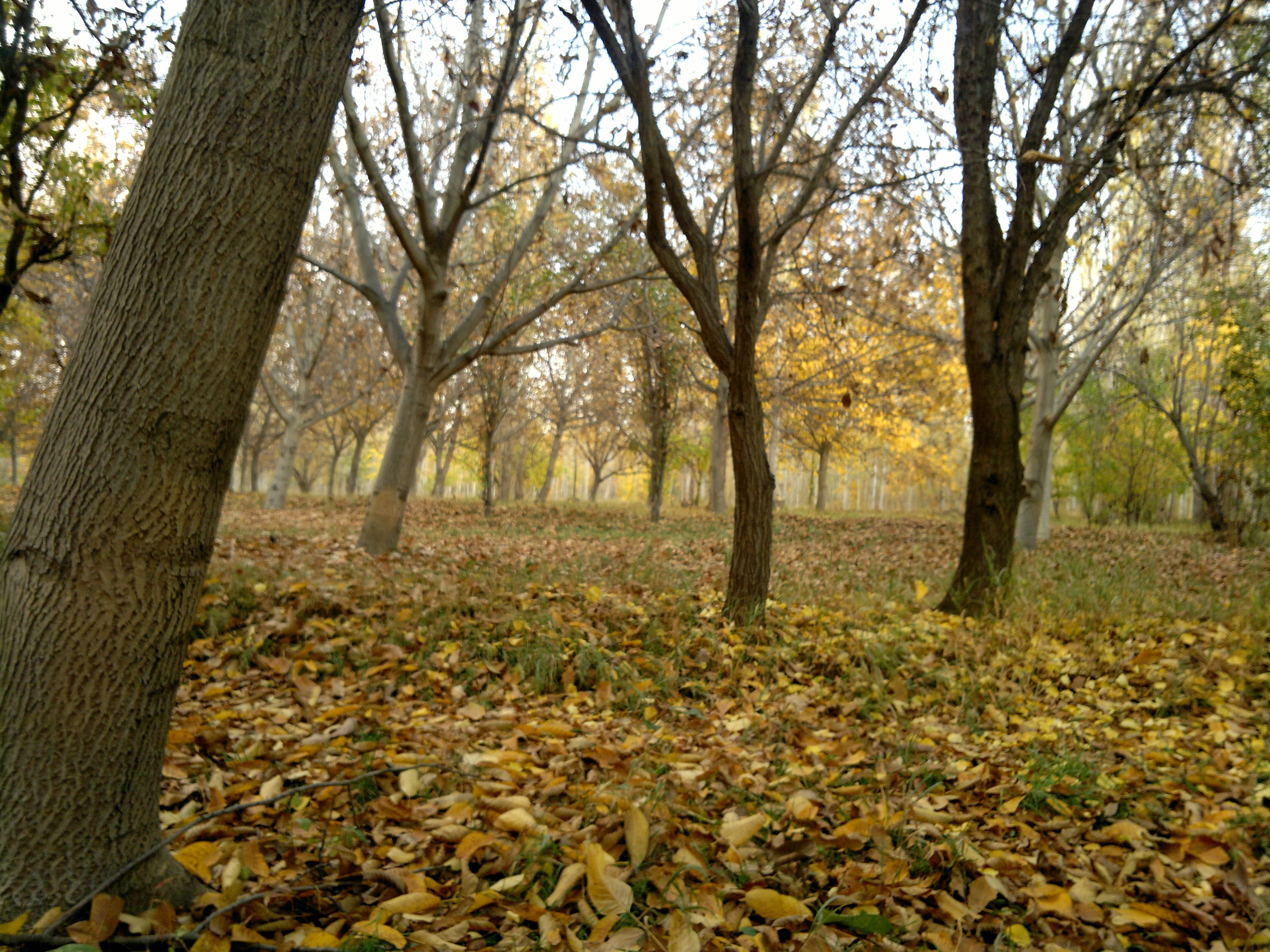 Autumn forest with fallen leaves and trees HD Wallpaper