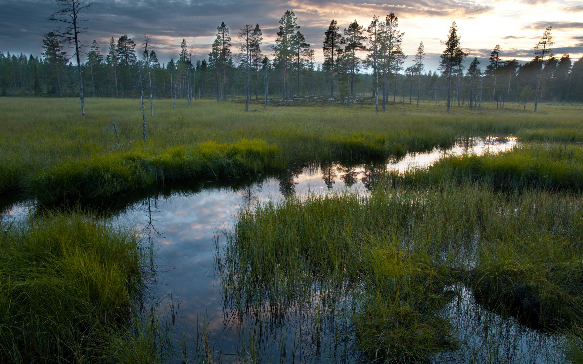 Swampy forest landscape with calm water reflections HD Wallpaper