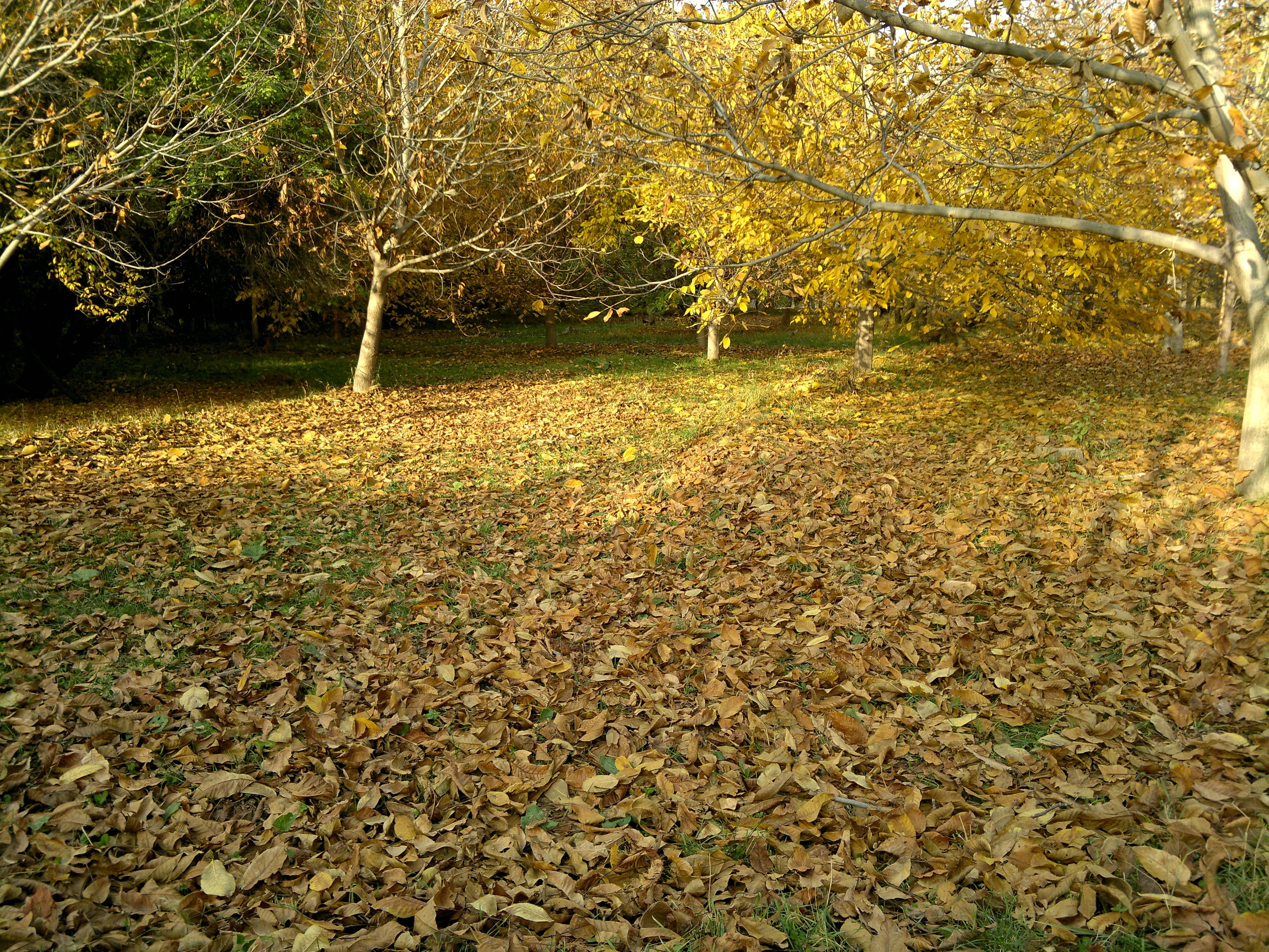 Autumn forest floor covered in fallen leaves HD Wallpaper