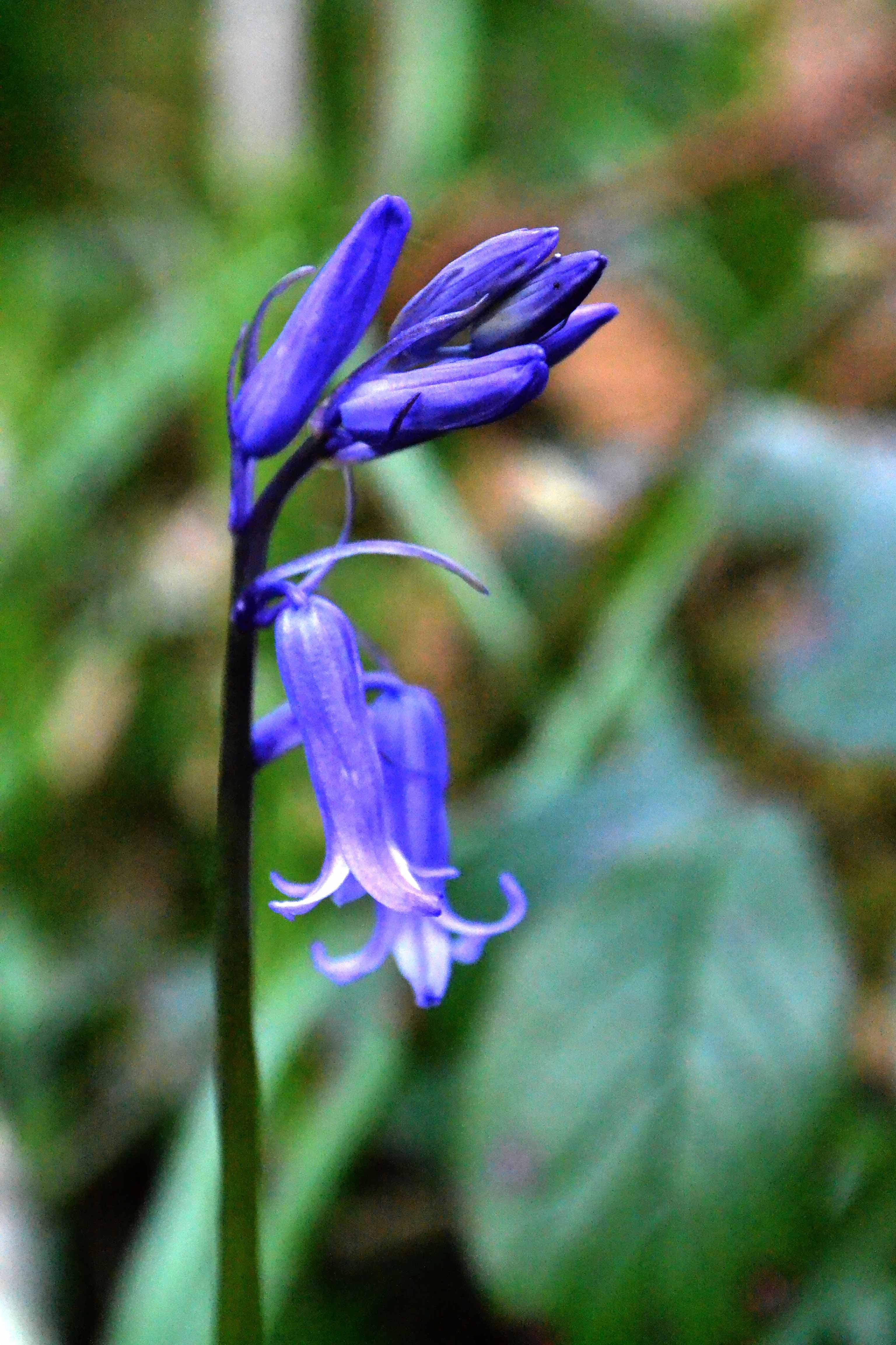 Bluebell flowers with buds in macro photography HD Wallpaper