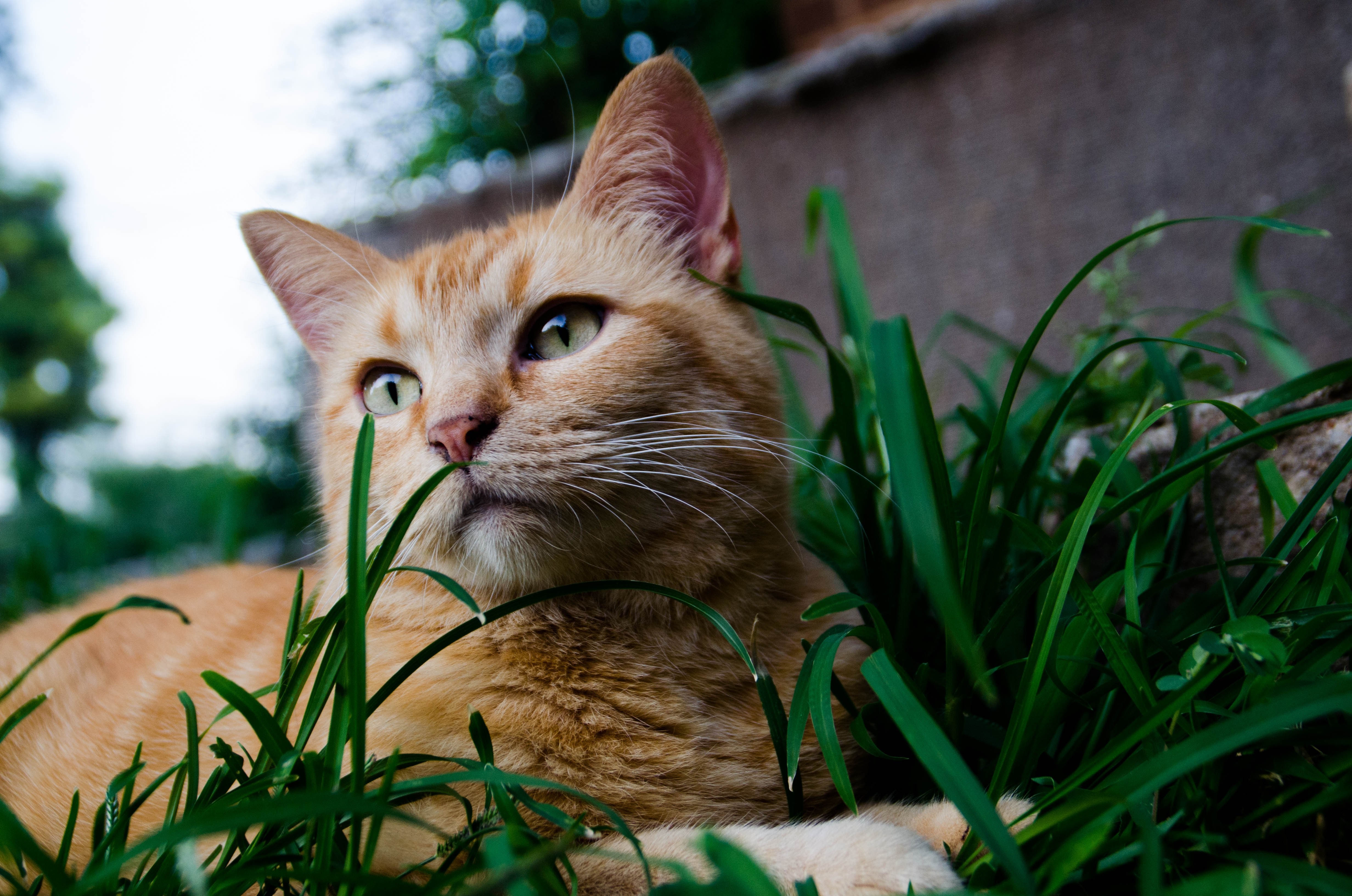 Orange cat lying in green grass HD Wallpaper