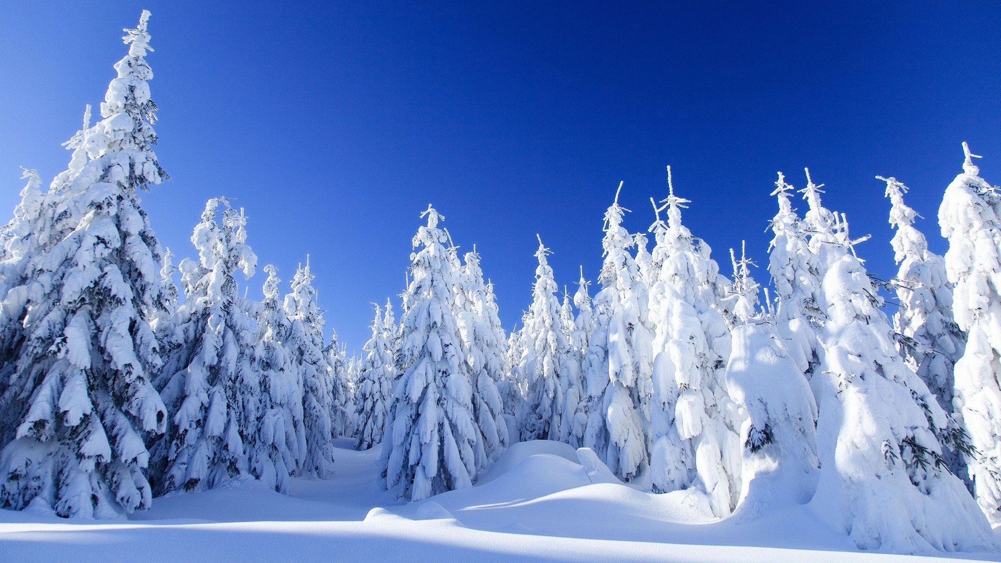 Snow-covered evergreen trees under a clear blue sky HD Wallpaper