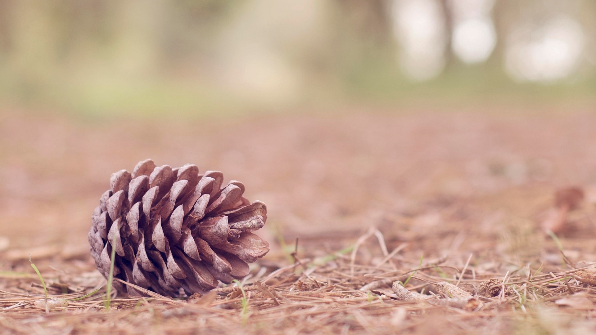 Pine cone on the forest floor HD Wallpaper