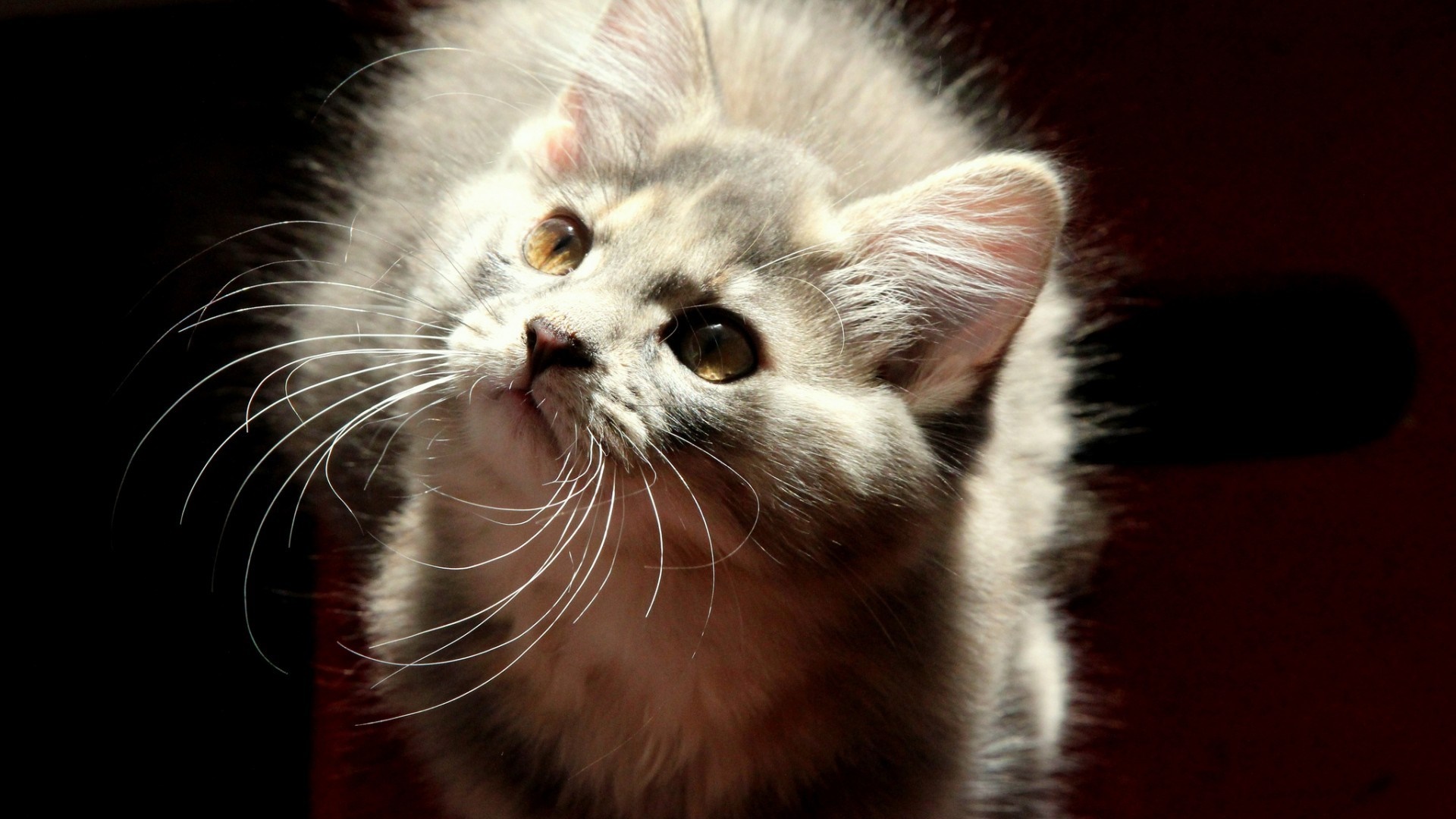 Close-up of a fluffy kitten looking up HD Wallpaper