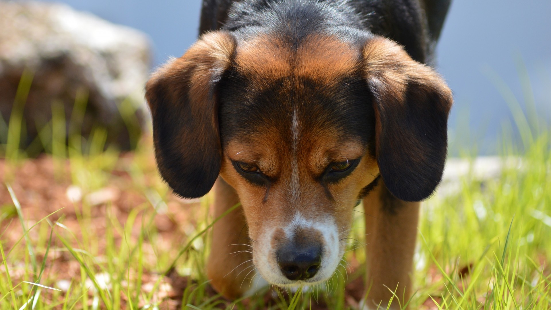 Close-up of a Beagle dog sniffing grass HD Wallpaper
