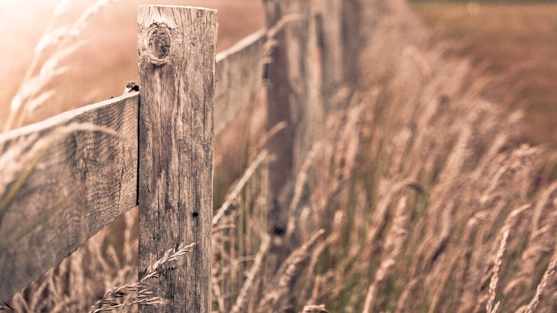 Wooden fence in tall dry grass HD Wallpaper