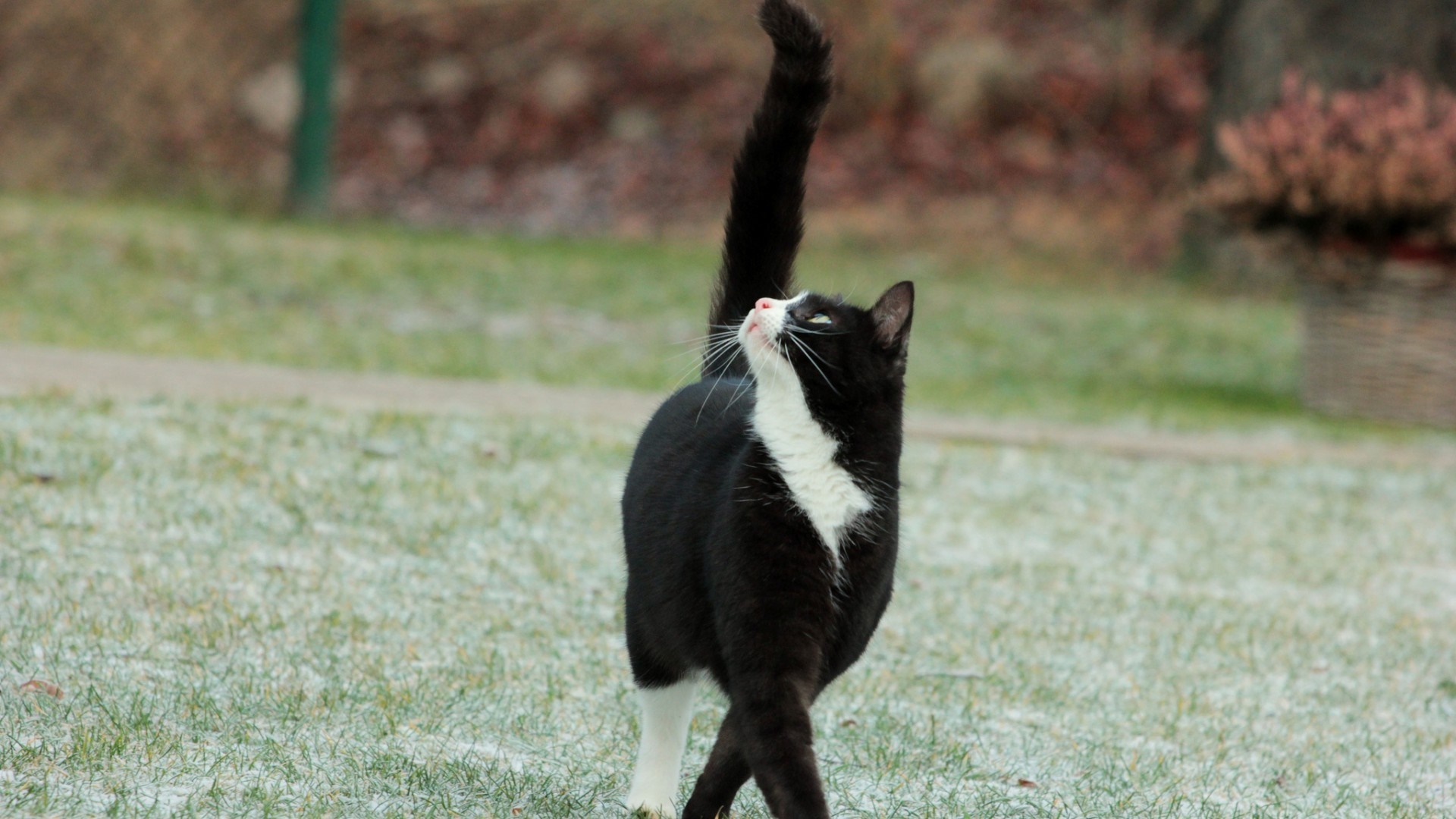 Black and white cat looking up in a grassy yard HD Wallpaper