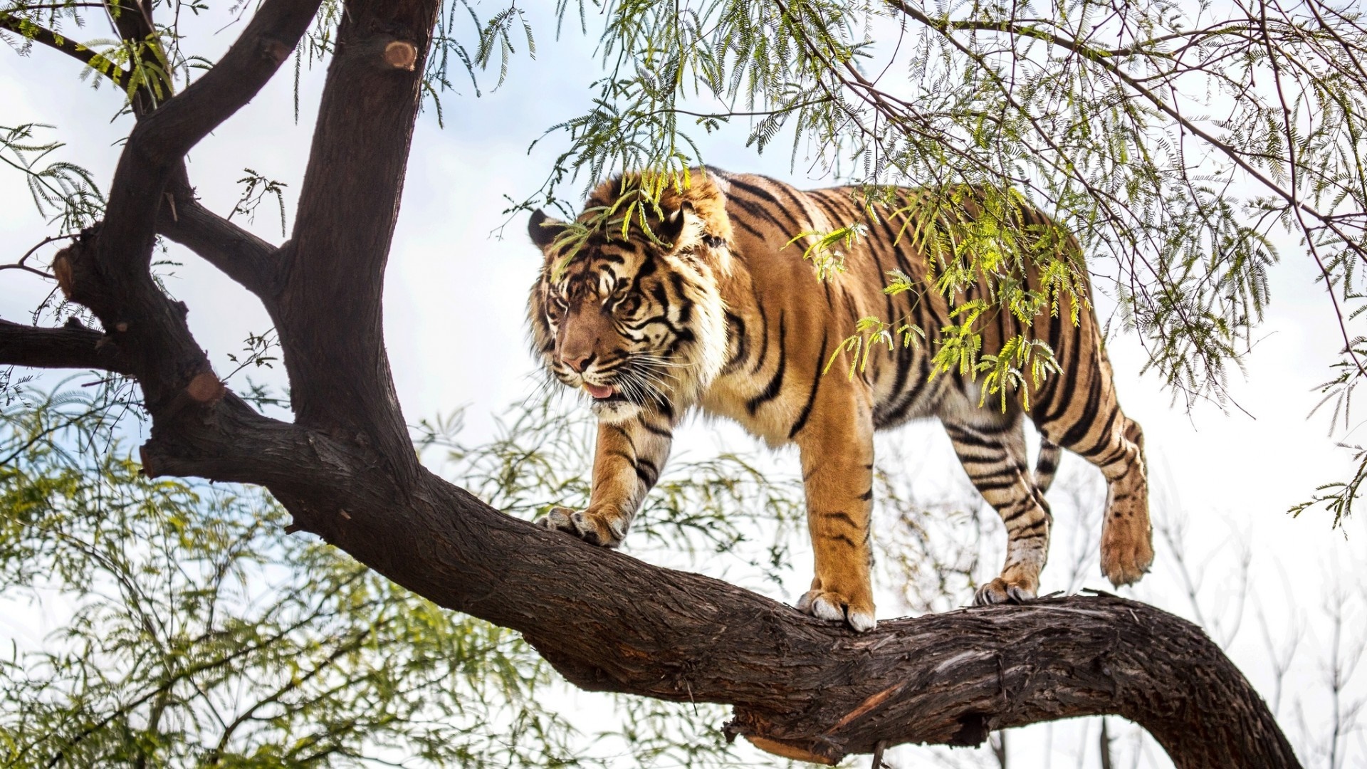 Tiger walking on a tree branch HD Wallpaper