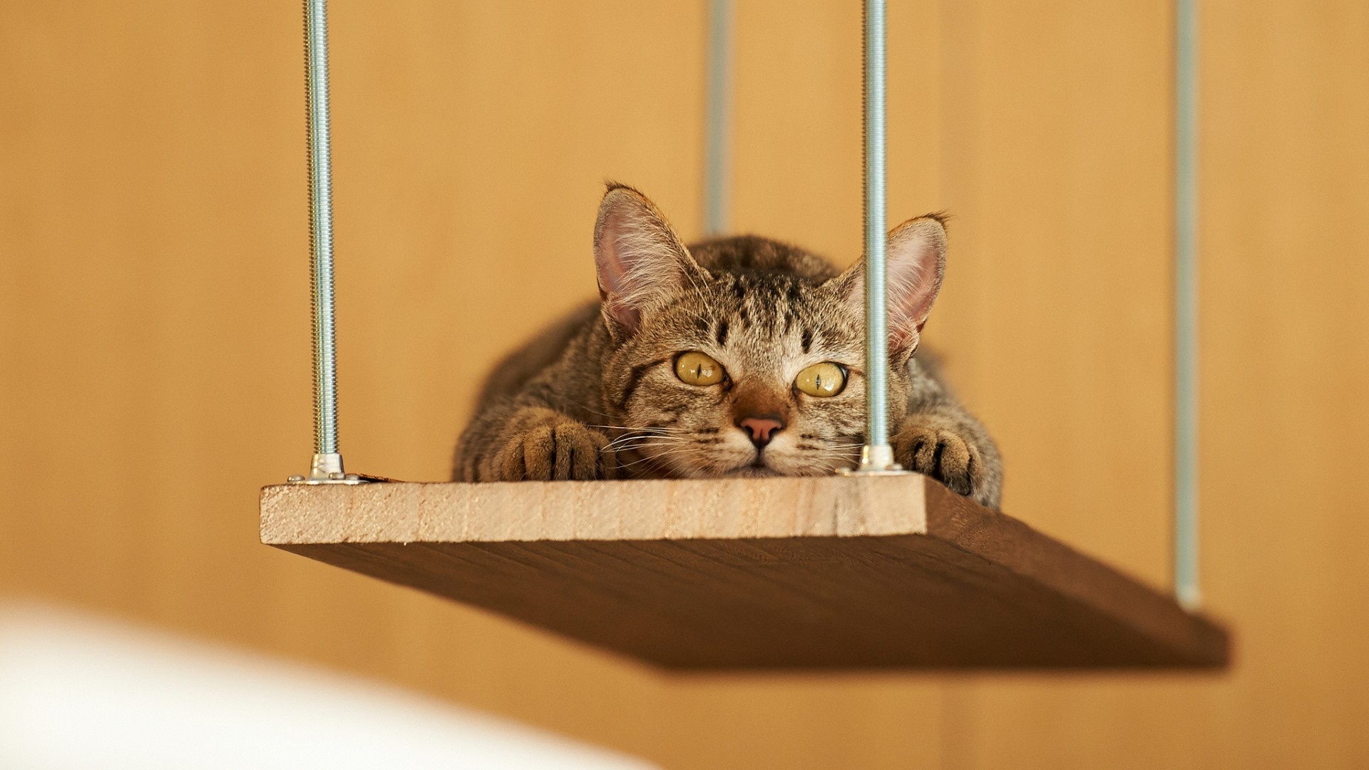 Tabby cat resting on a wooden swing HD Wallpaper
