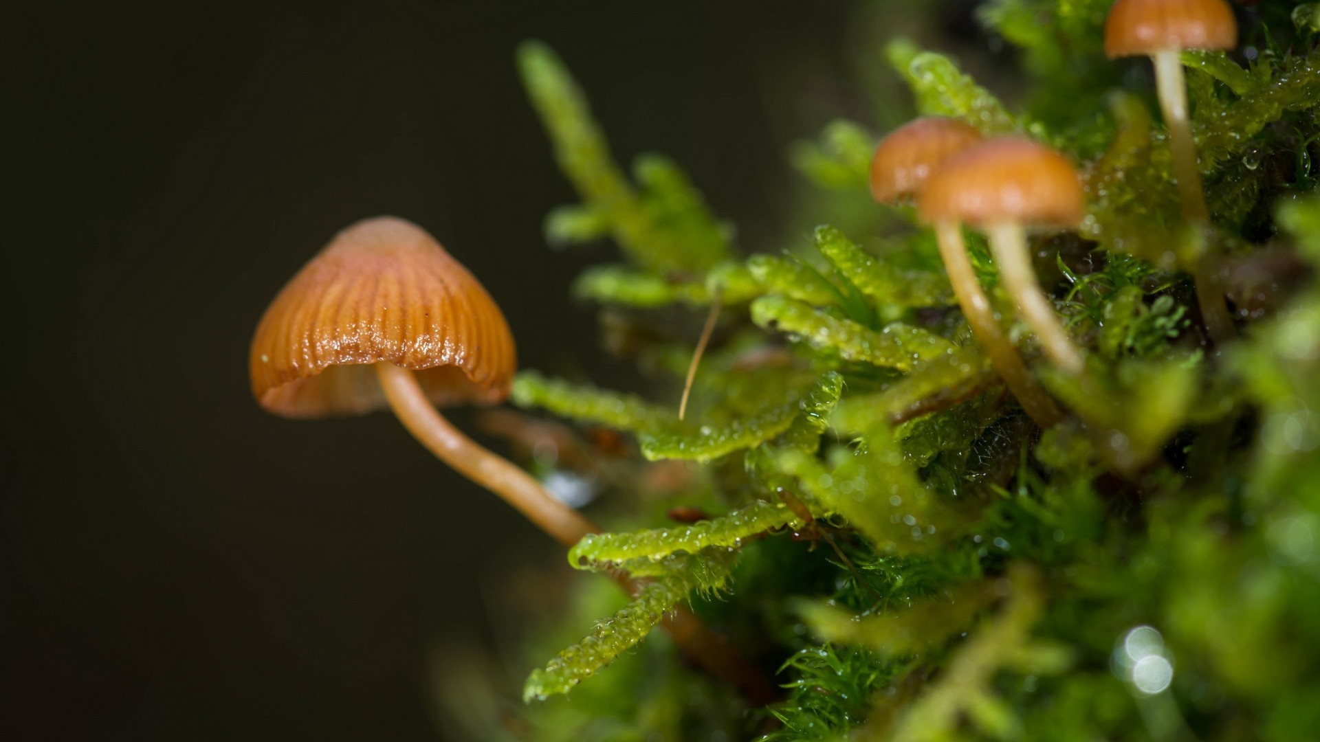 Tiny mushrooms growing on moss with dew drops HD Wallpaper