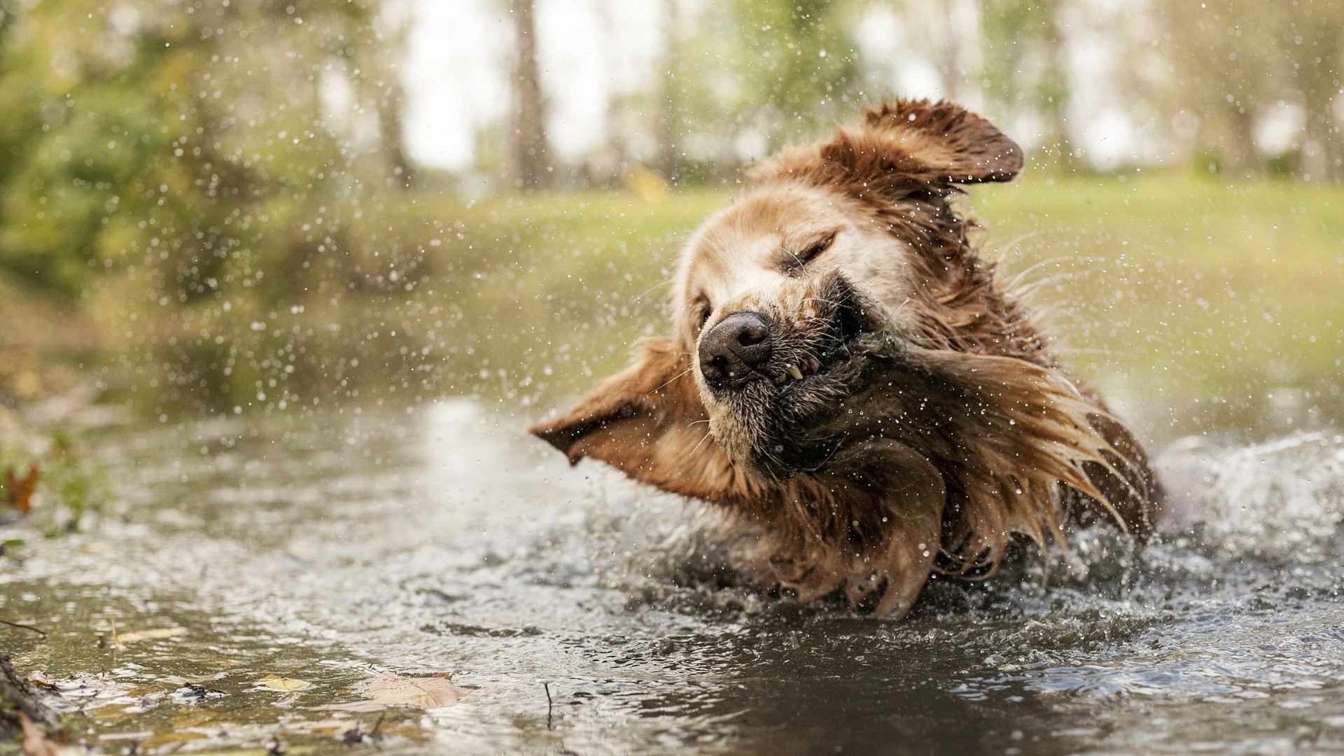 Golden Retriever shaking water off in a pond HD Wallpaper