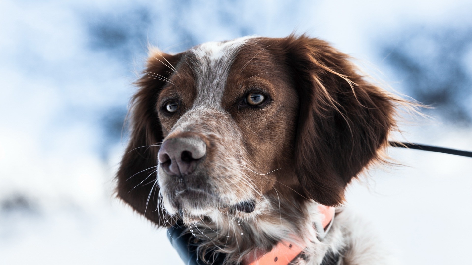 Brown and white dog with blue eyes in the snow HD Wallpaper