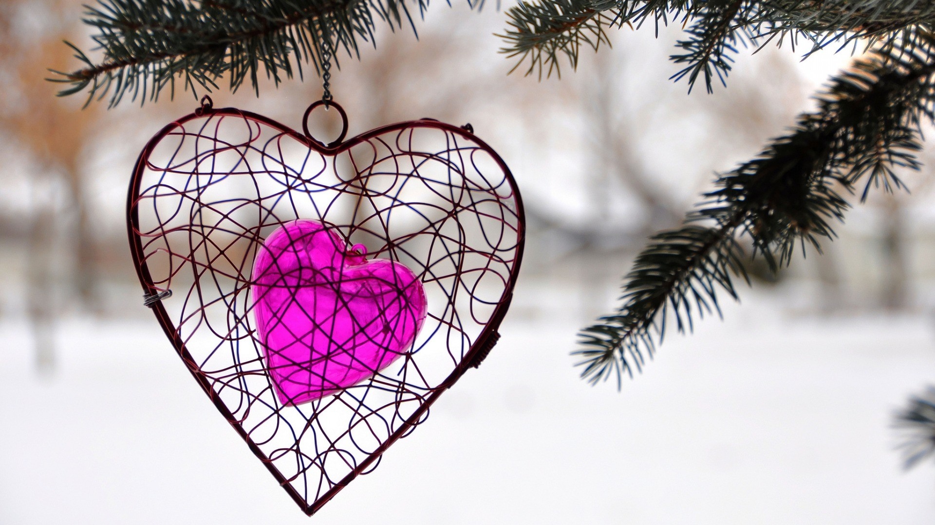 Wire heart ornament with pink heart on a pine branch in winter HD Wallpaper
