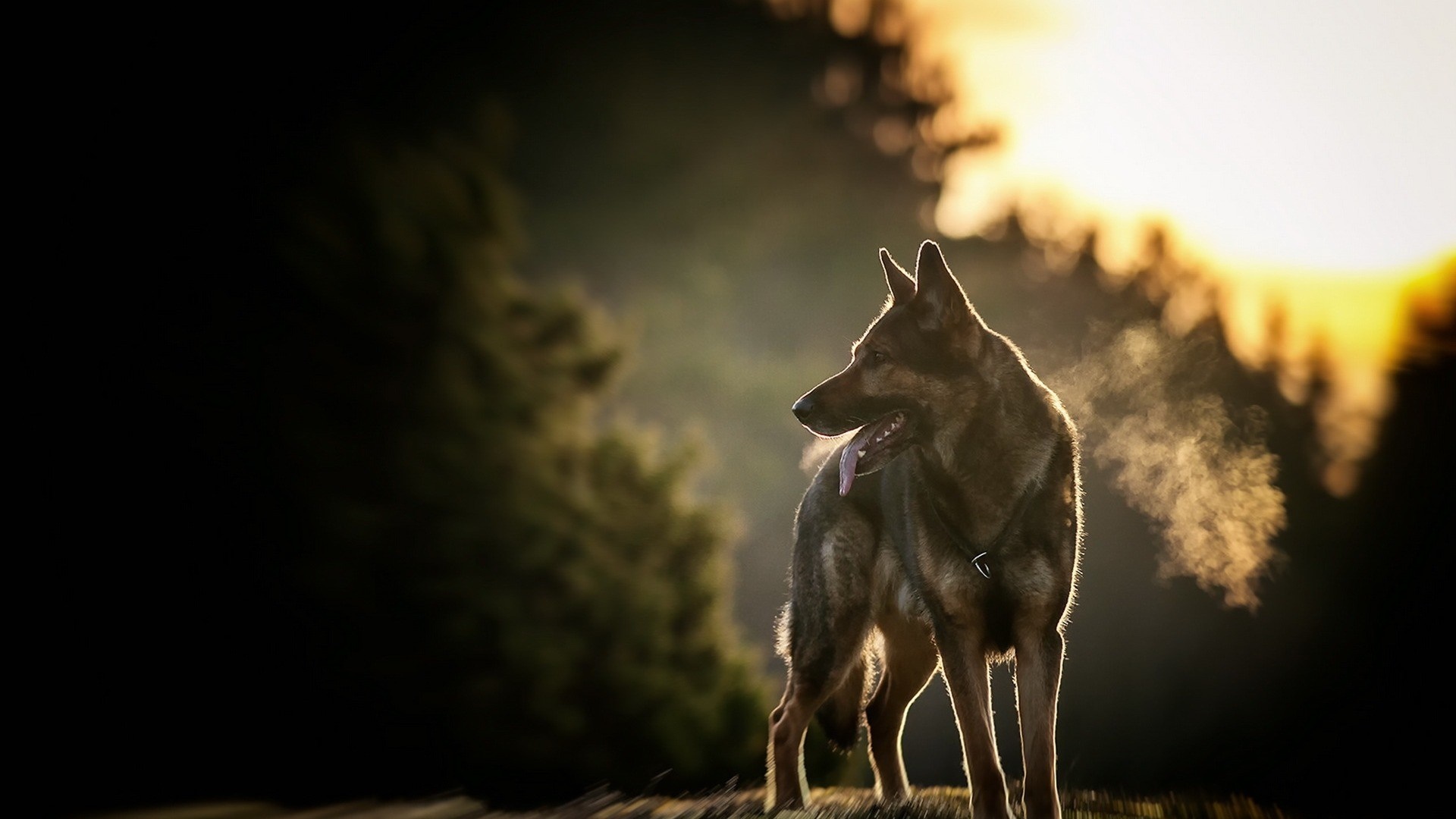 German Shepherd dog in morning light with trees HD Wallpaper