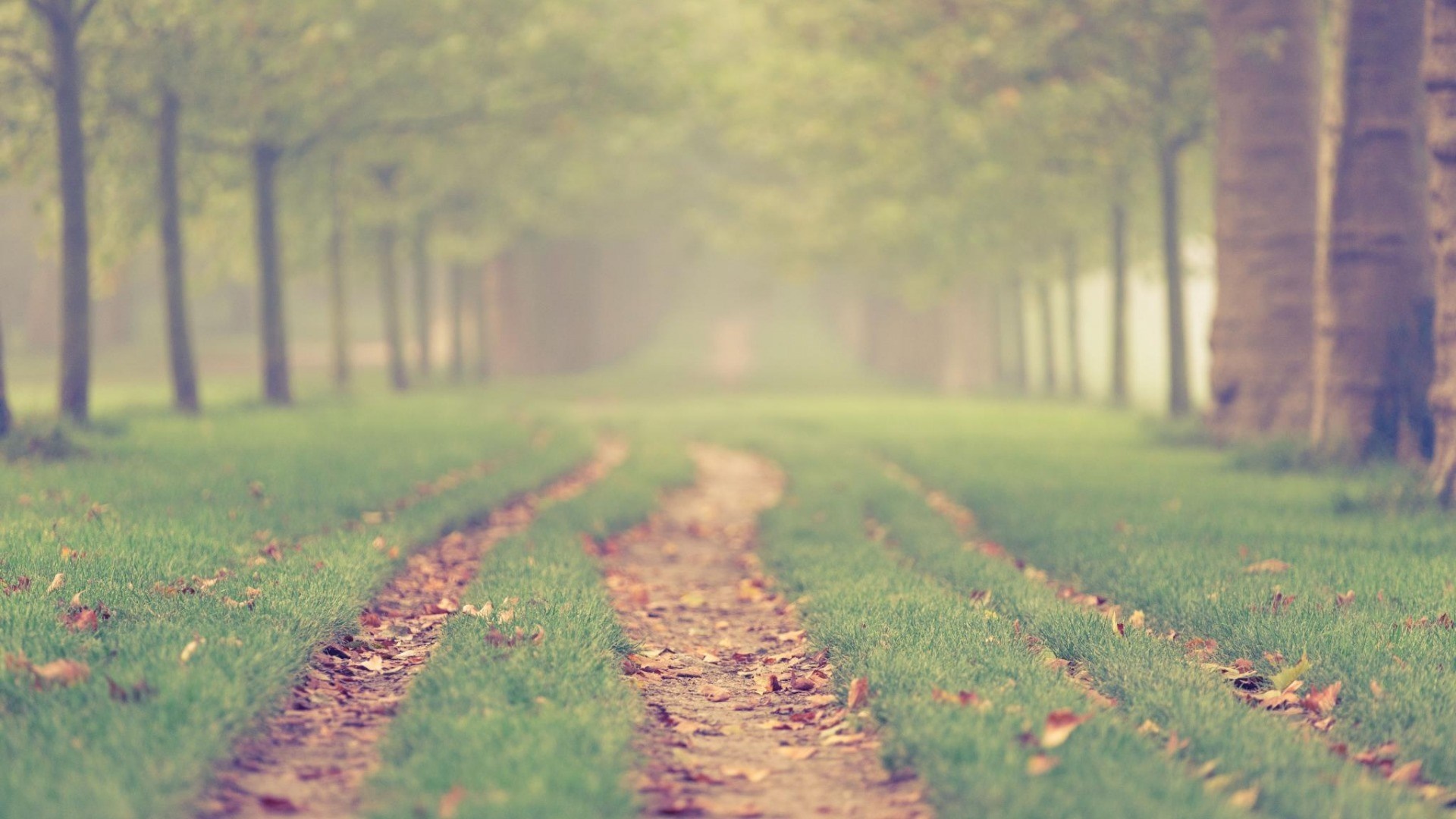 A foggy path through a tree-lined meadow in autumn HD Wallpaper