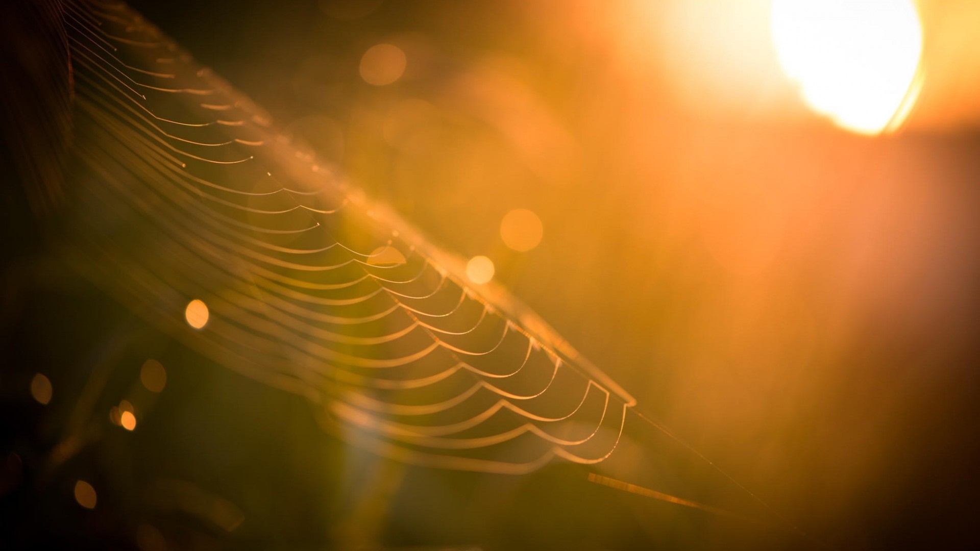 Spiderweb illuminated by golden sunlight with bokeh HD Wallpaper