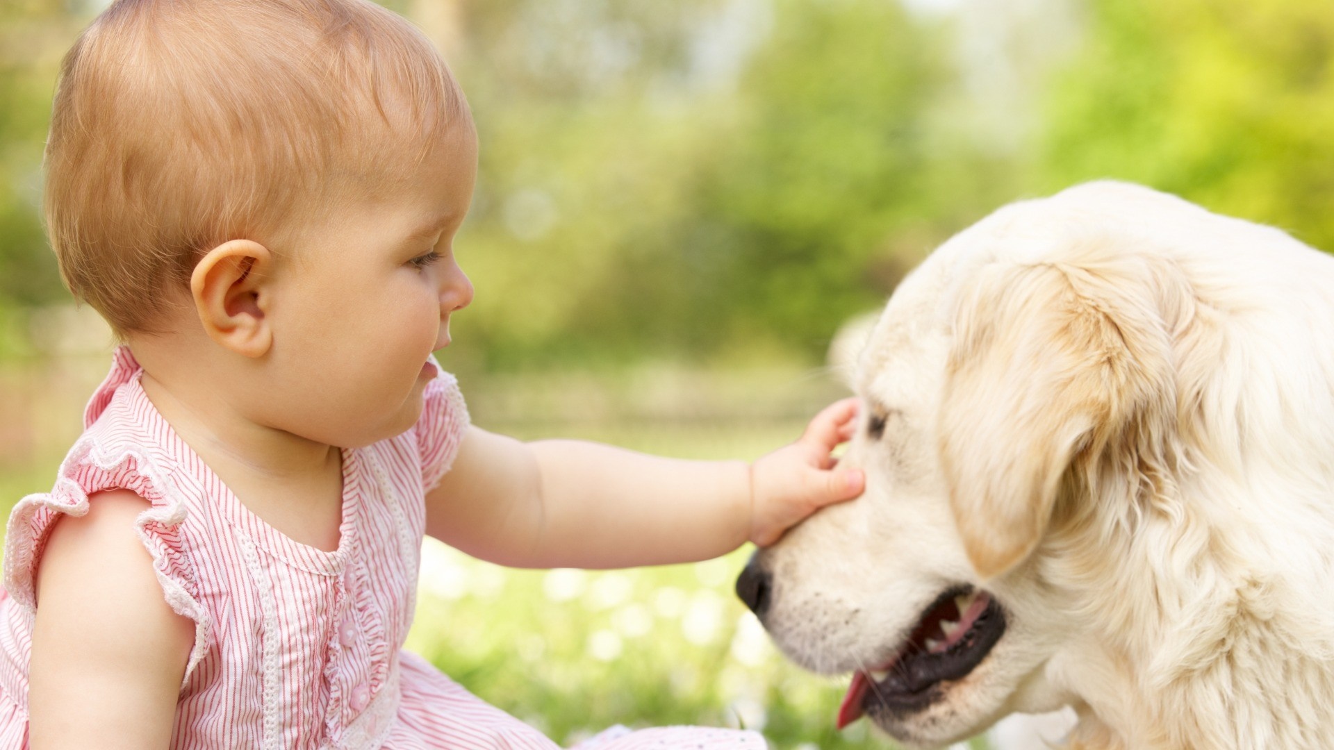 Baby petting a golden retriever dog outdoors HD Wallpaper