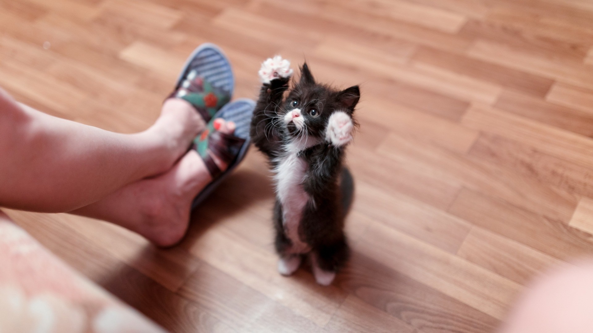 Kitten playing with human feet HD Wallpaper