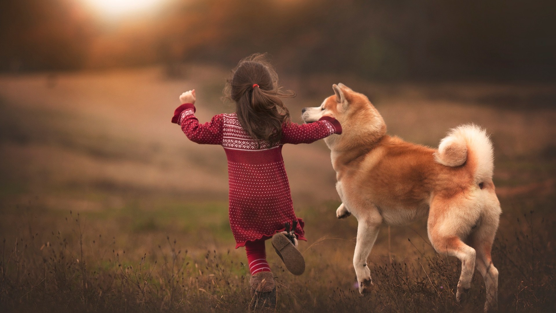 Girl playing with Akita dog in a field HD Wallpaper