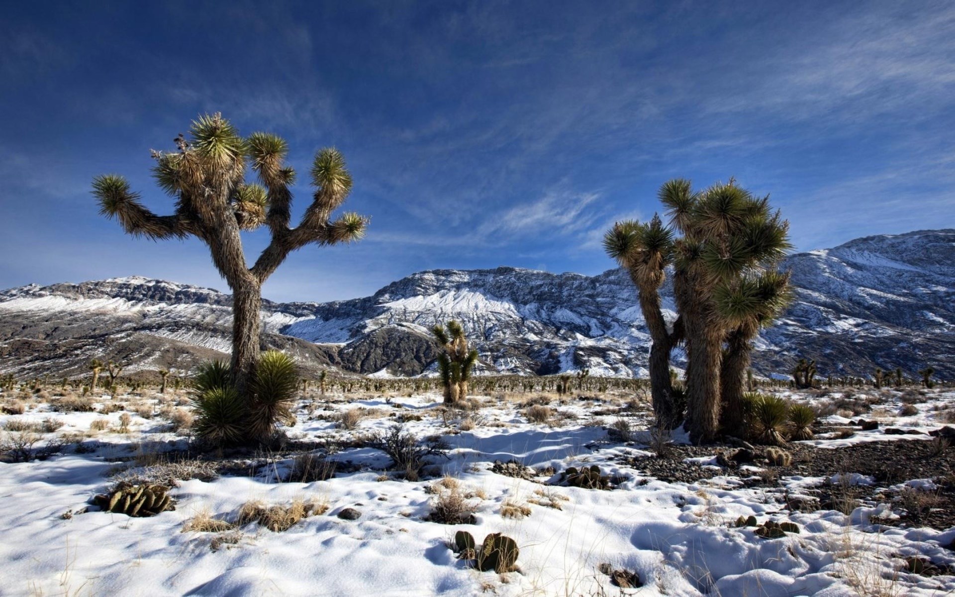 Joshua trees in a snowy desert landscape HD Wallpaper